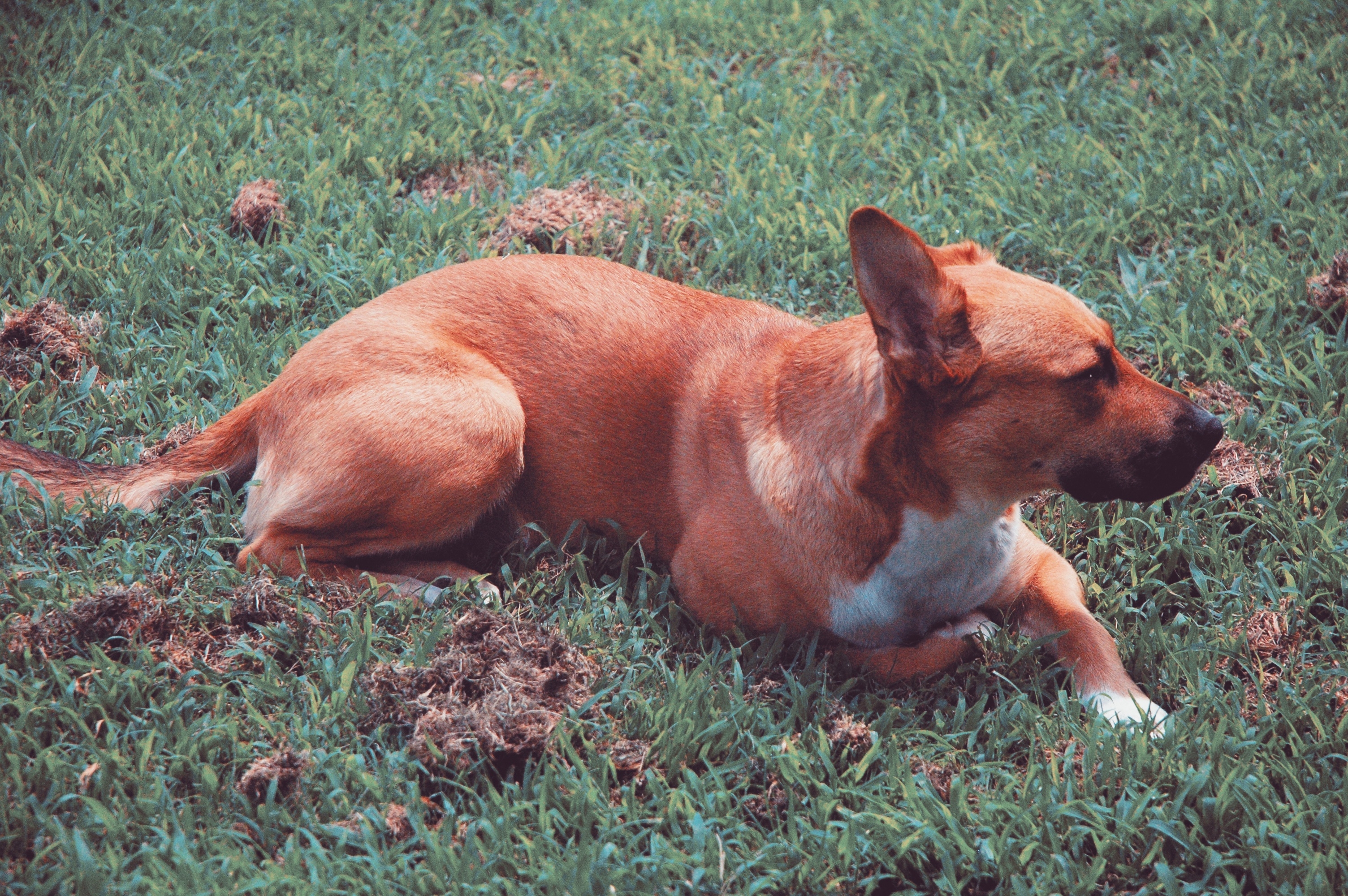 Фото бесплатно собака, лежа, глядит в сторону