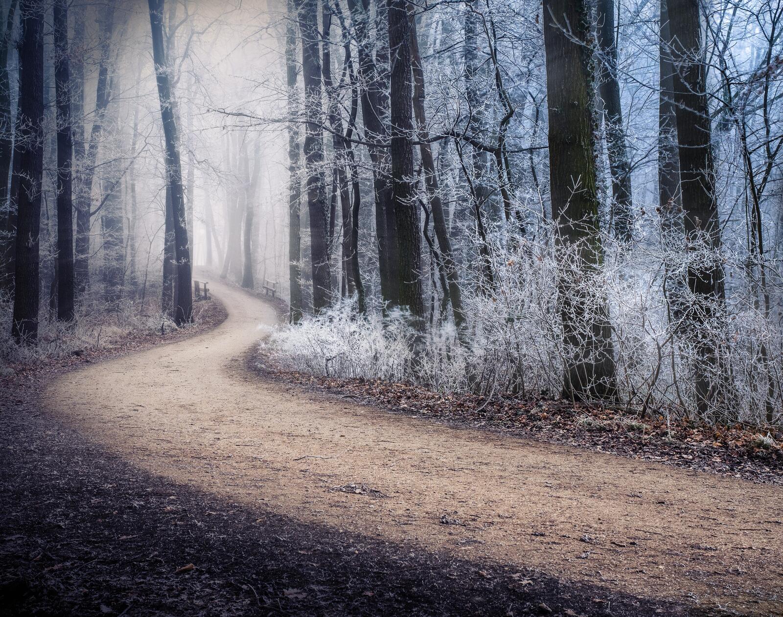 Wallpapers forest path frost on the desktop