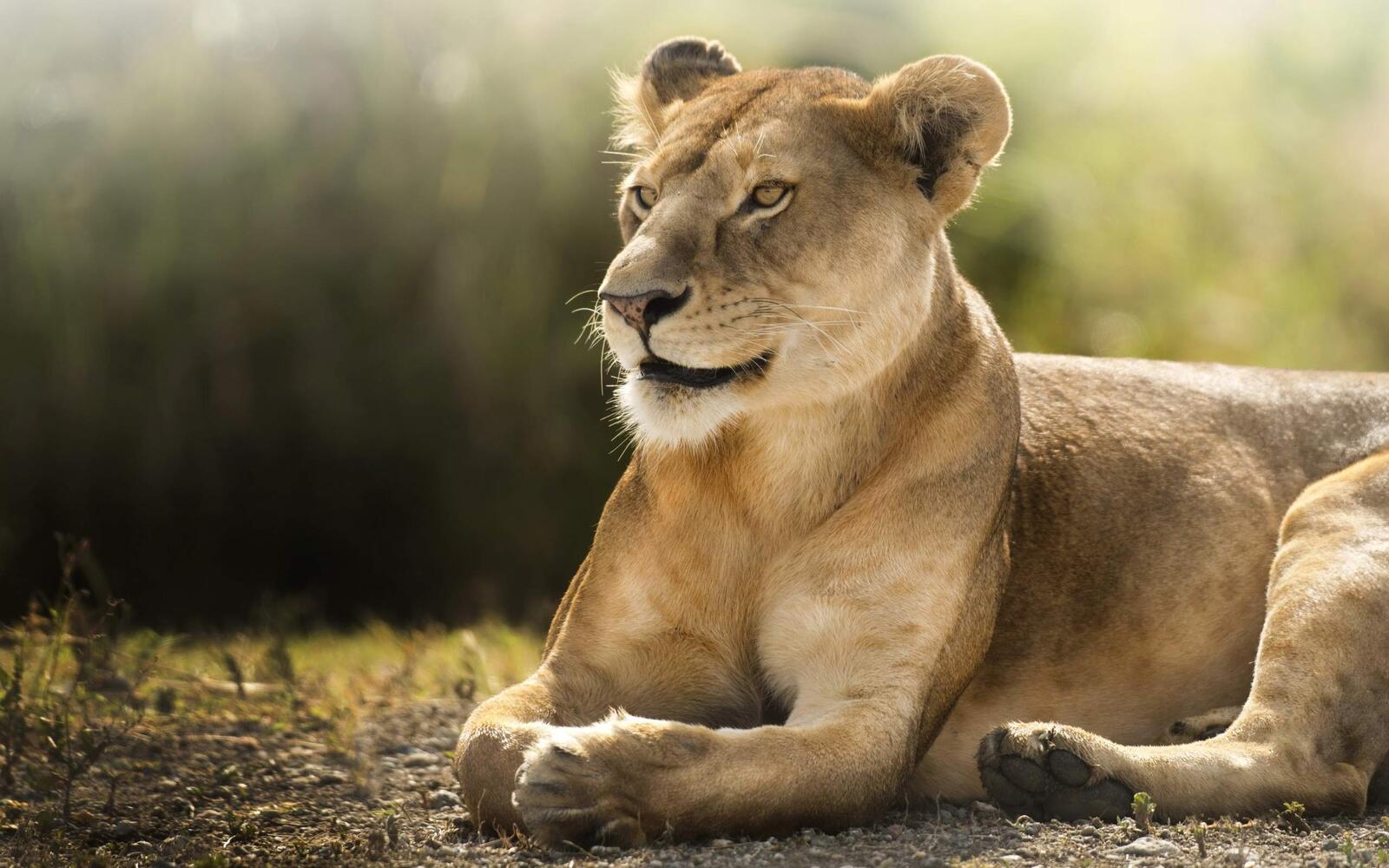 Wallpapers lioness lying majestic on the desktop