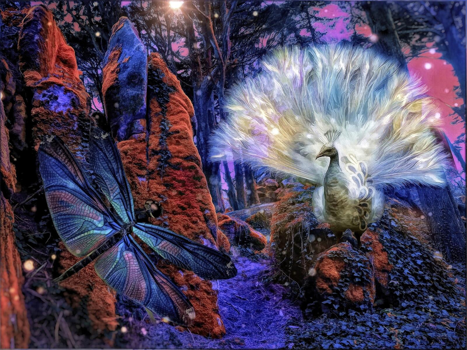 Wallpapers peacock dragonfly Firebird on the desktop