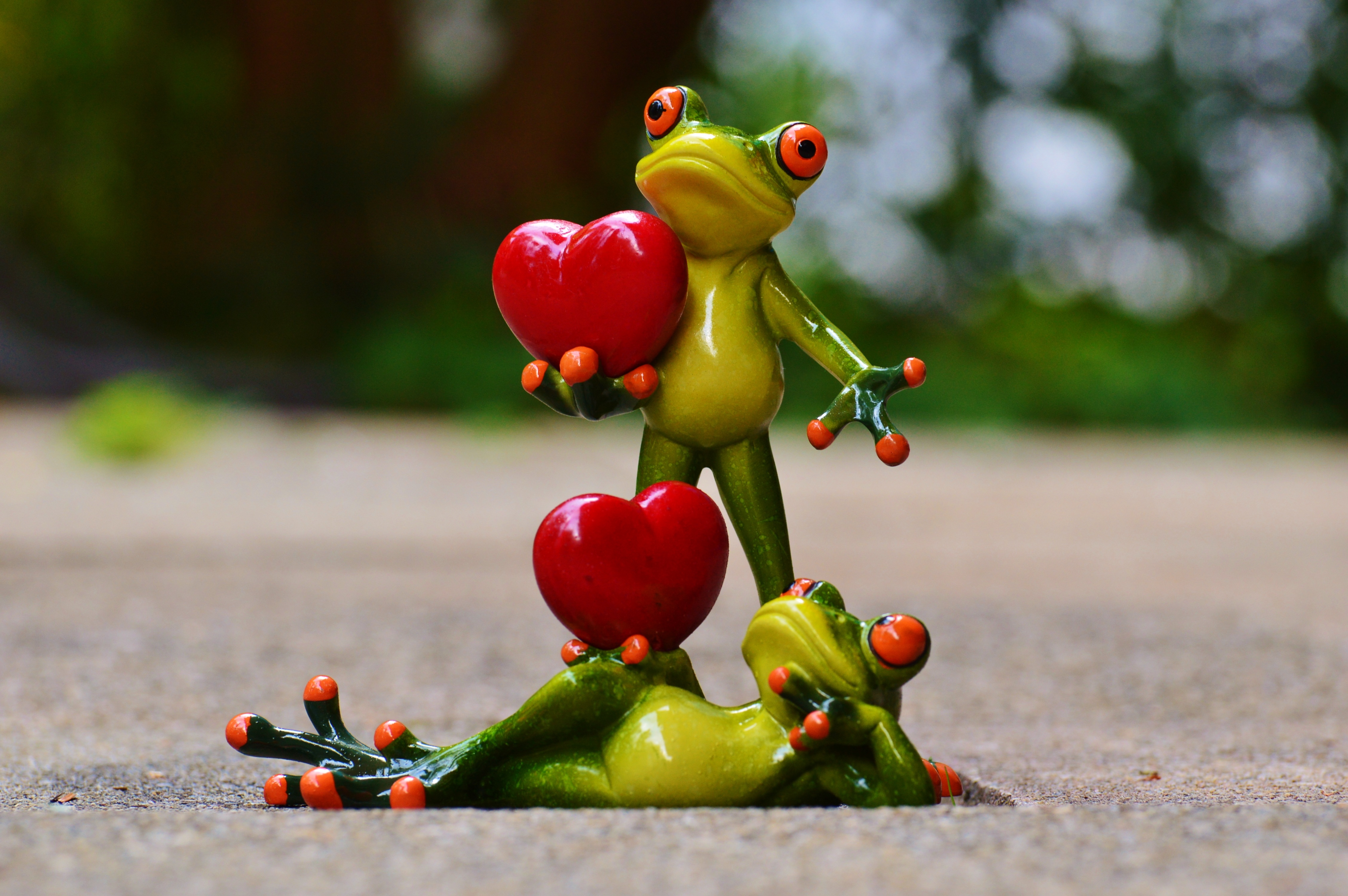 Wallpapers funny love frog on the desktop