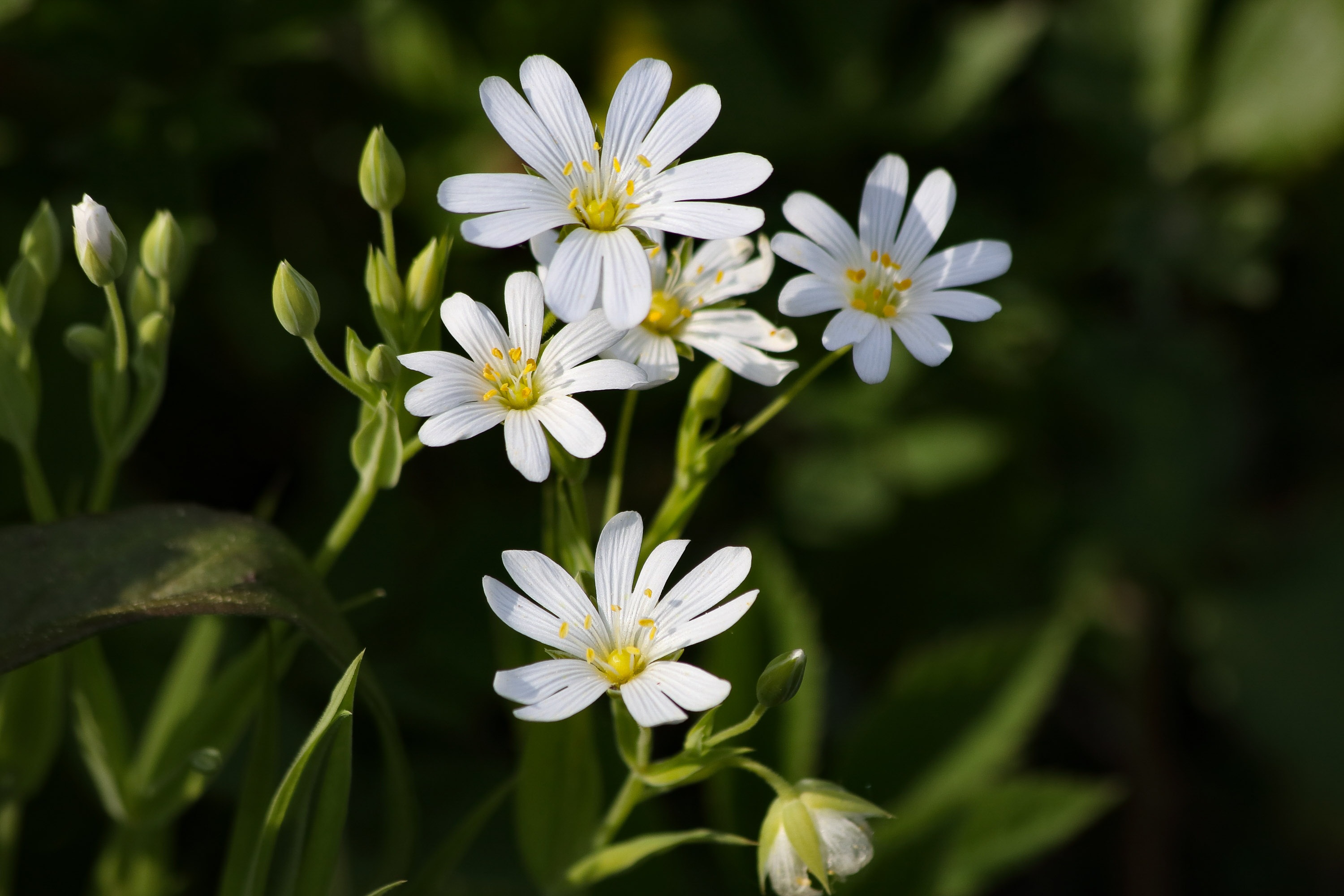 Фото бесплатно белые цветы, цветы, белые ромашки