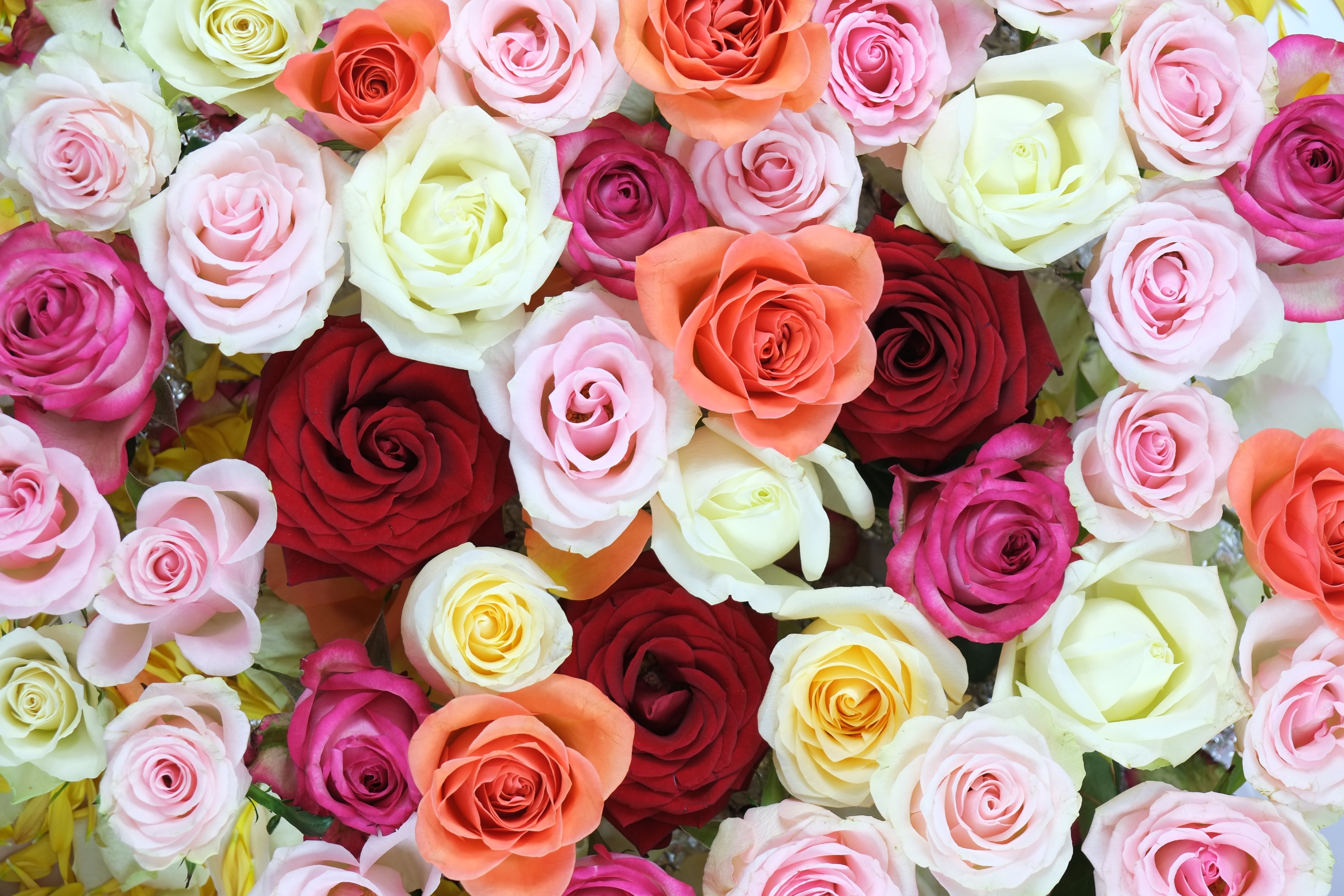 Обои розы красочные буке на рабочий стол