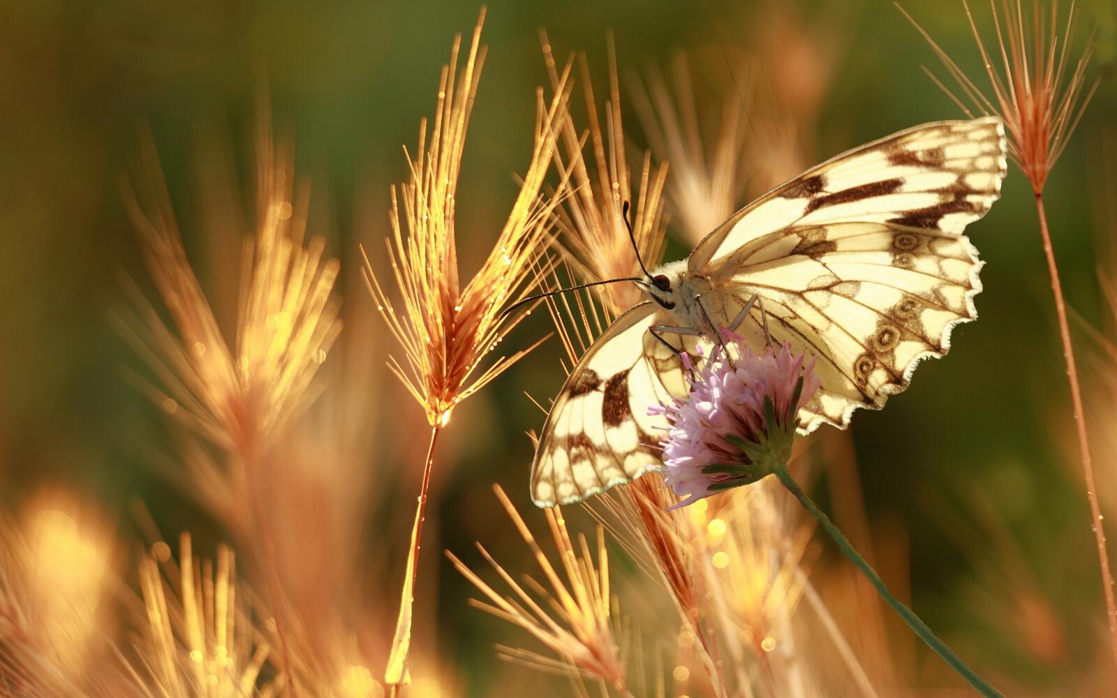 Wallpapers butterfly plants insect on the desktop