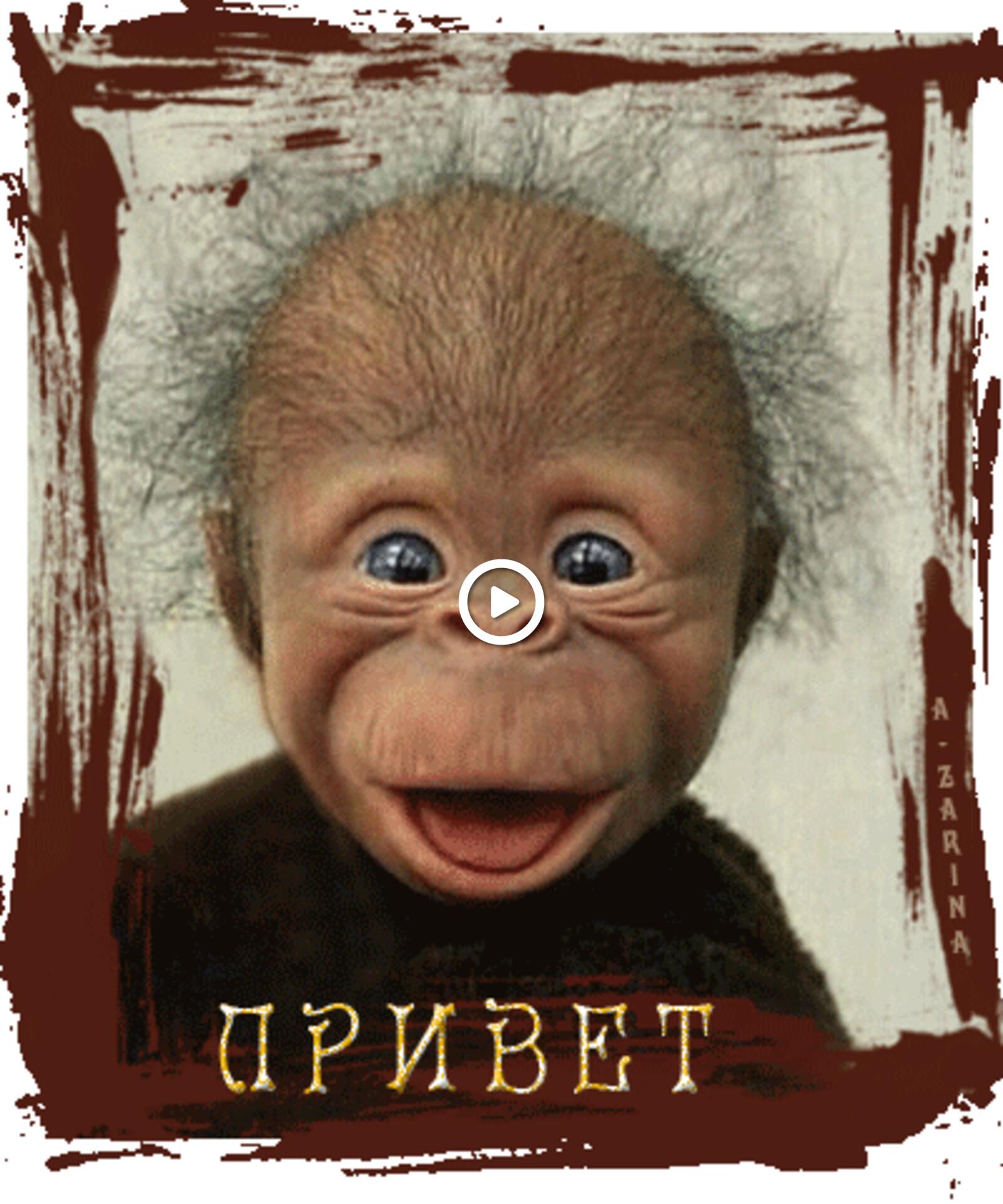 Открытка на тему привет обезьяна анимация бесплатно