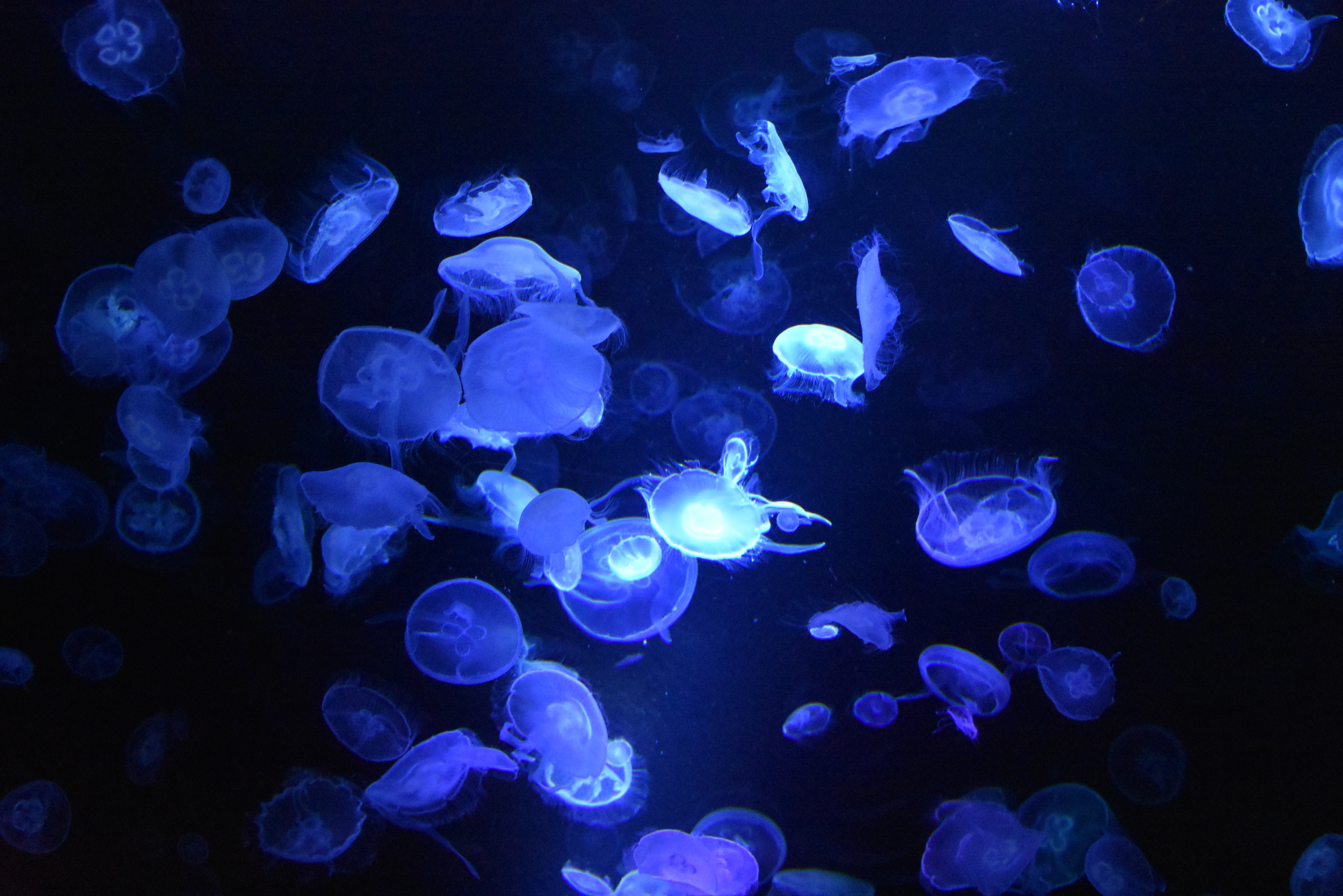 Wallpapers jellyfish underwater photos on the desktop