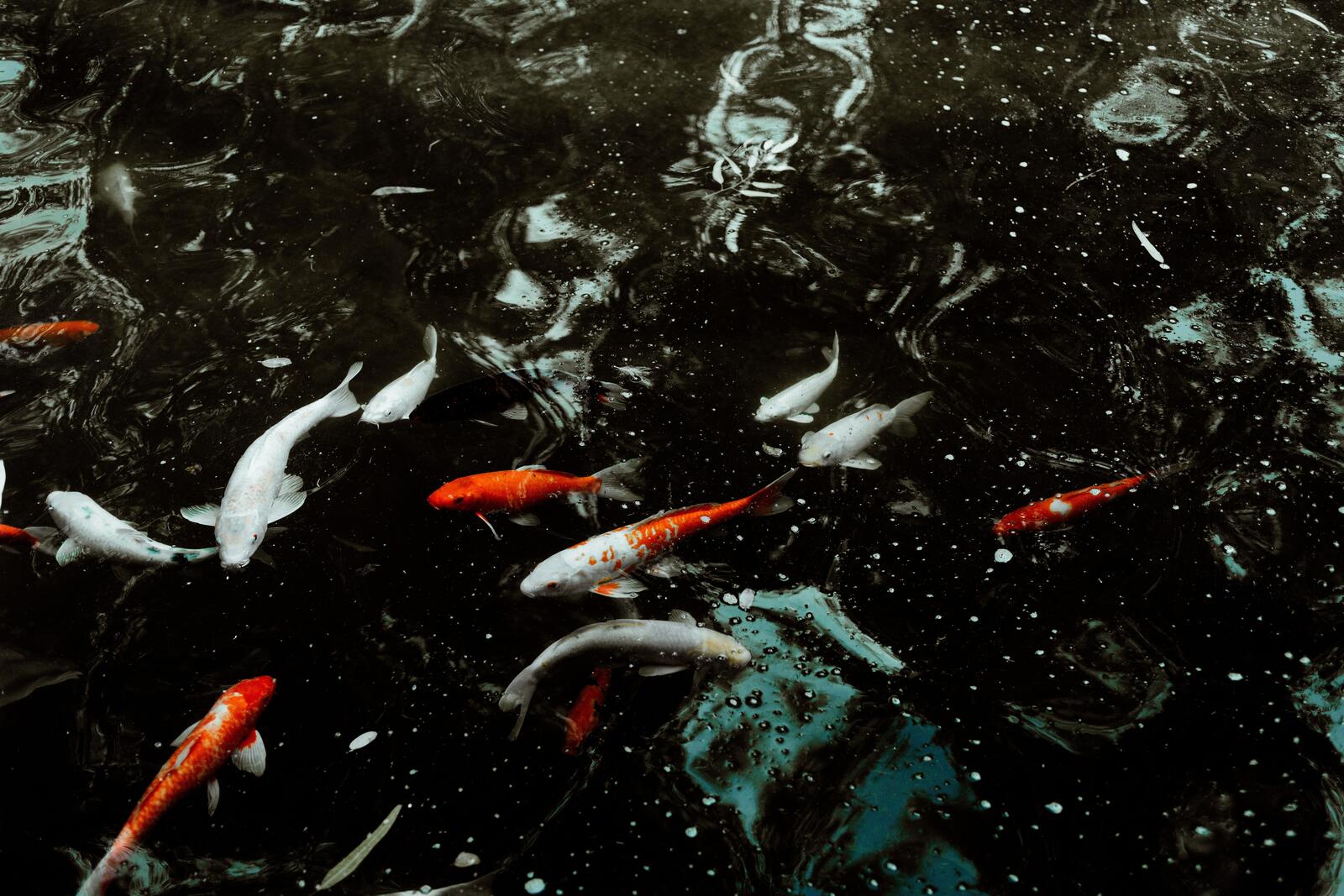 Бесплатное фото Золотые рыбки в домашнем водоеме