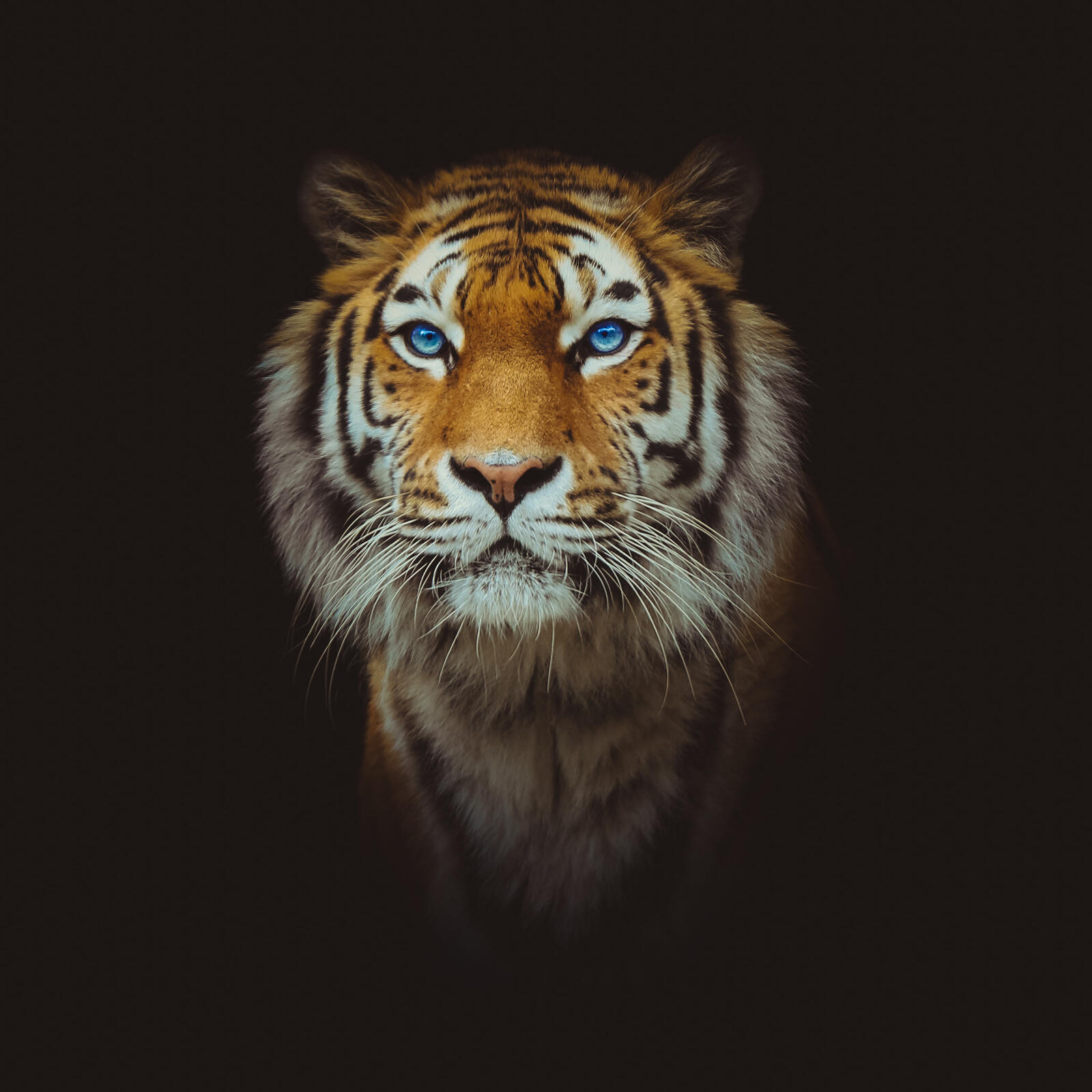Wallpapers tiger face animal on the desktop