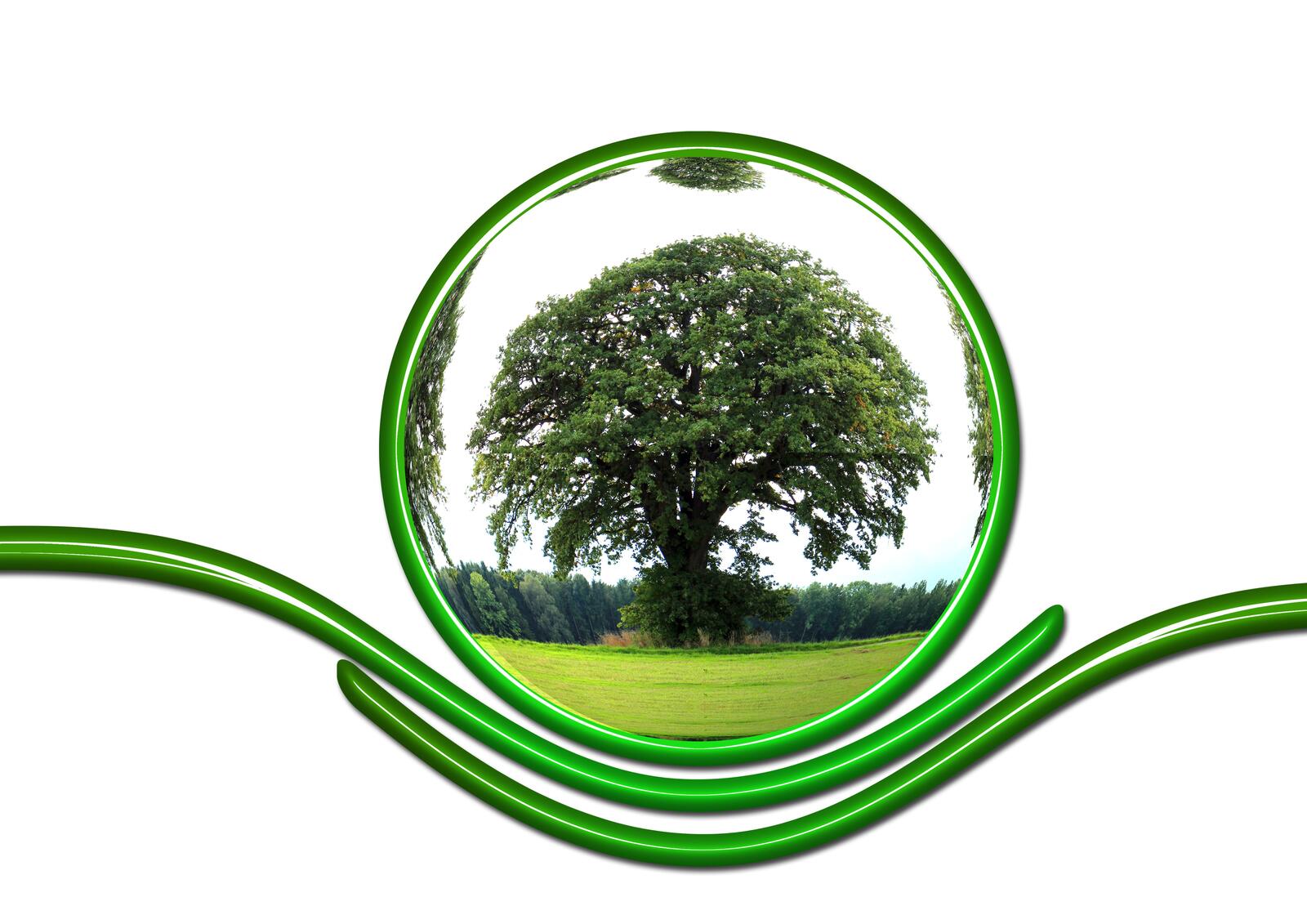 Wallpapers green leaves alone tree circle on the desktop
