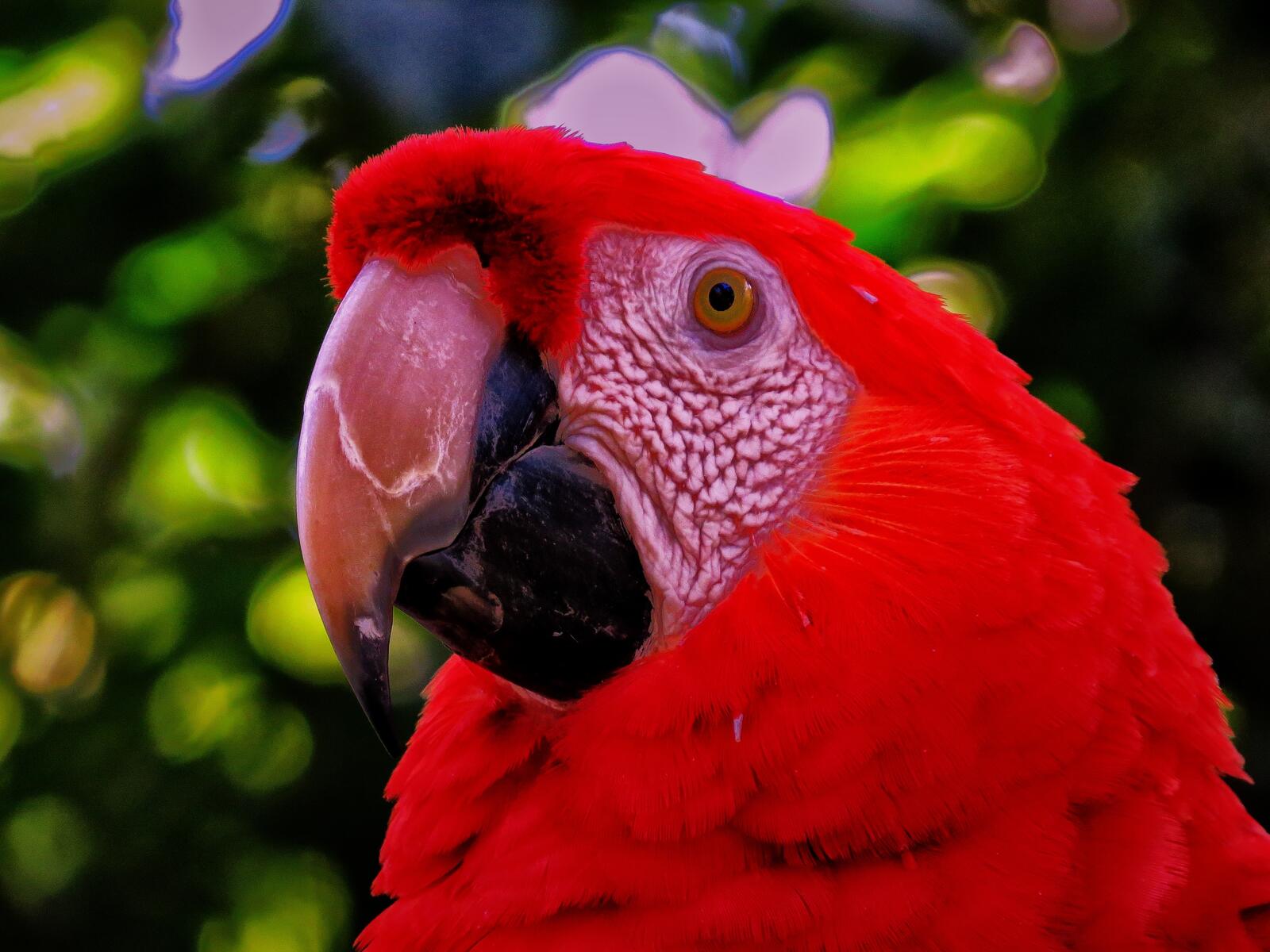 Wallpapers wallpaper parrot red close on the desktop