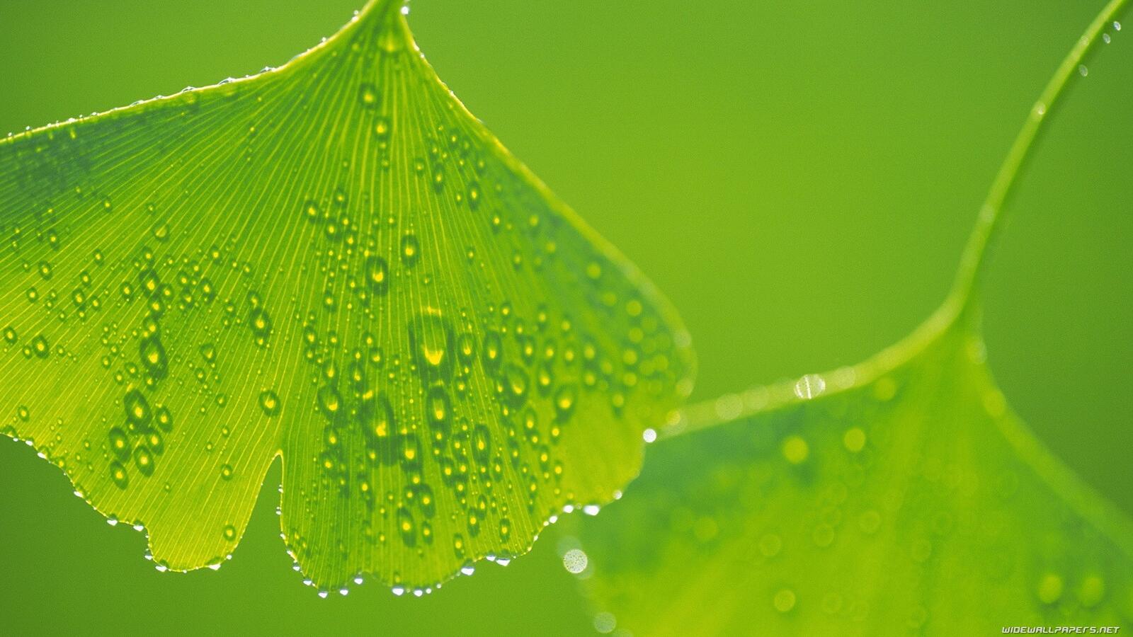 Free photo Green leaves with water droplets