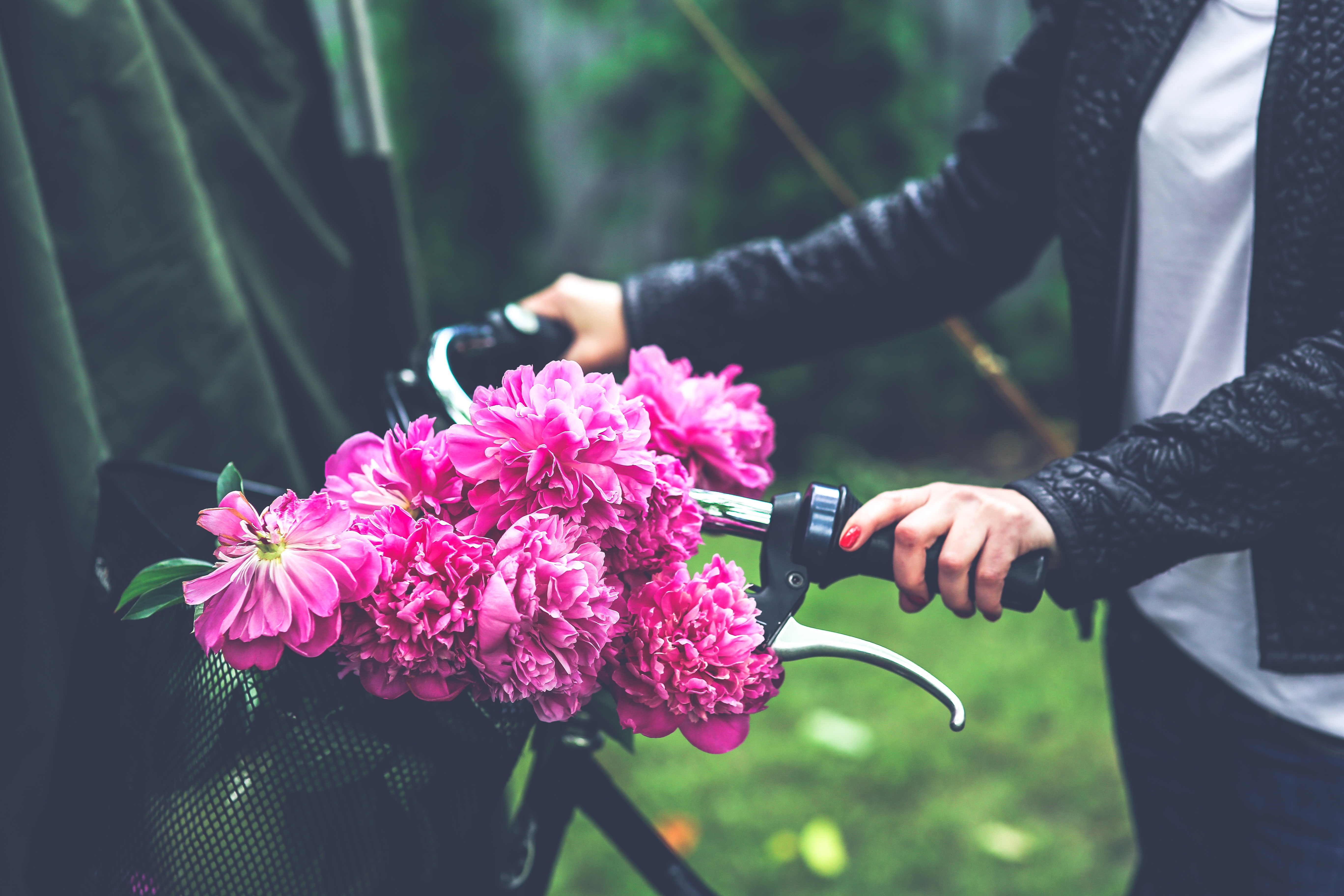 Wallpapers plant flower bicycle on the desktop