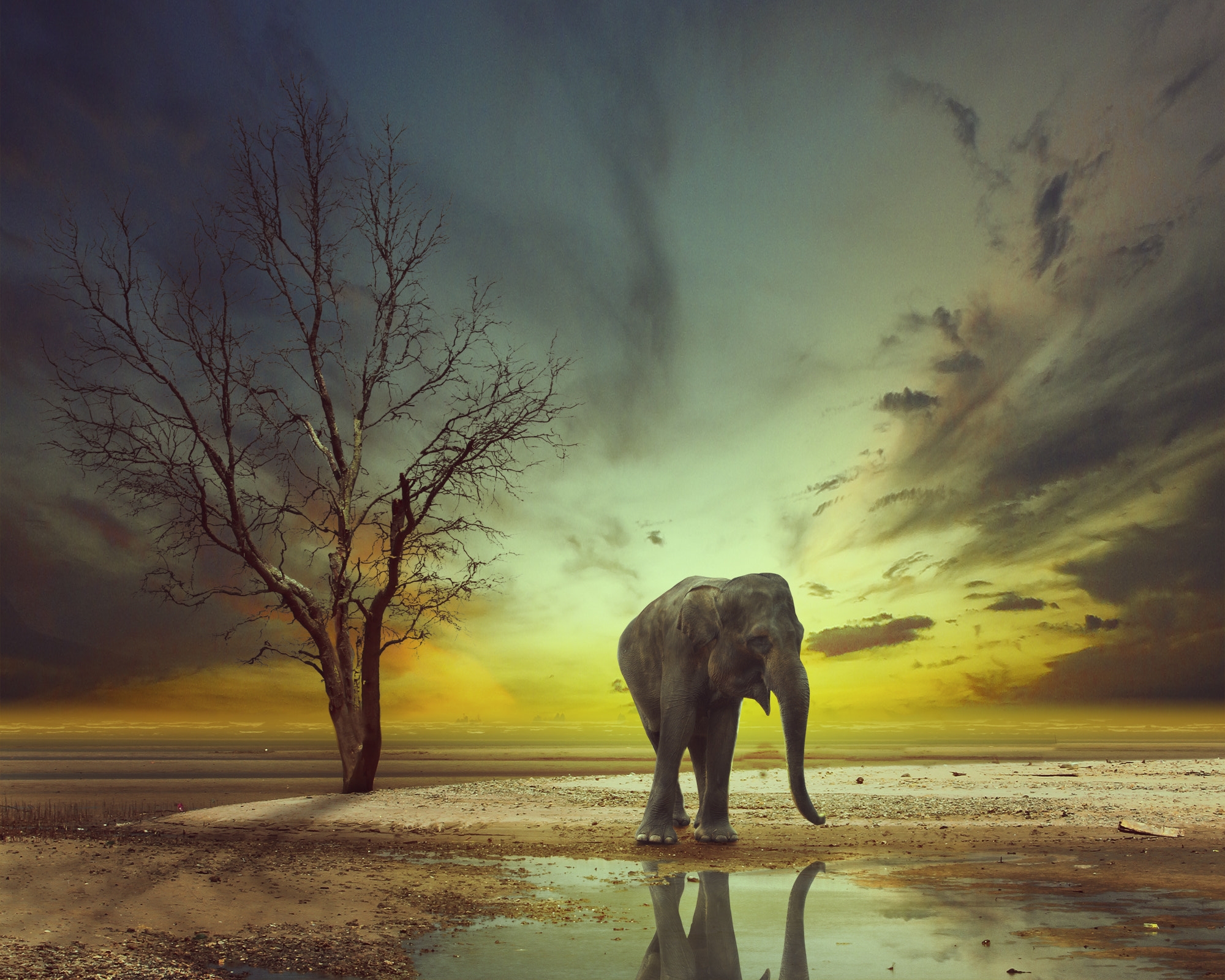 Wallpapers elephant photoshop art on the desktop