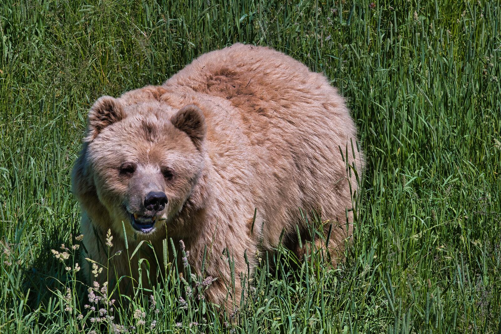 Wallpapers animals brown bears bears on the desktop