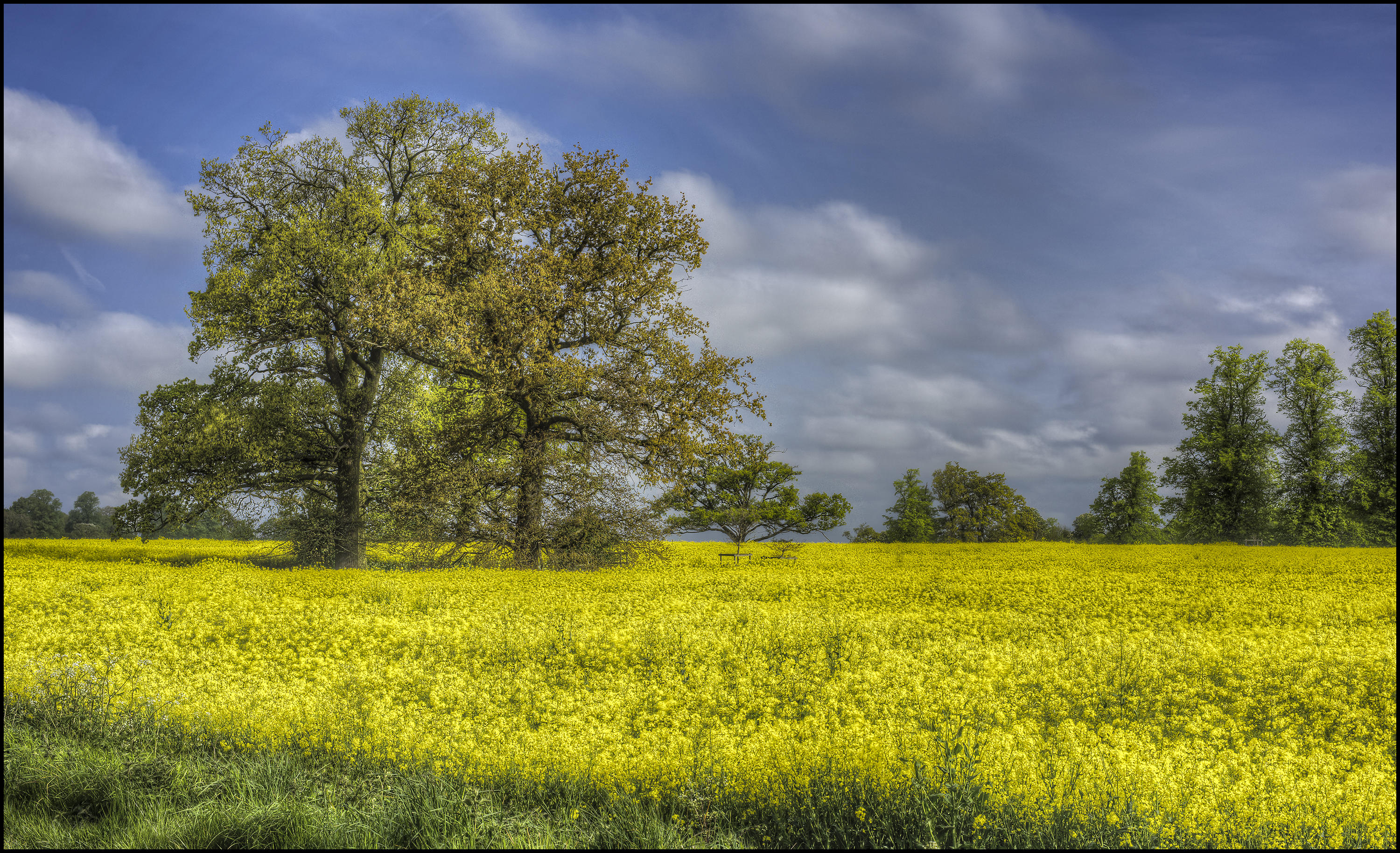 Wallpapers landscapes trees wildflowers on the desktop