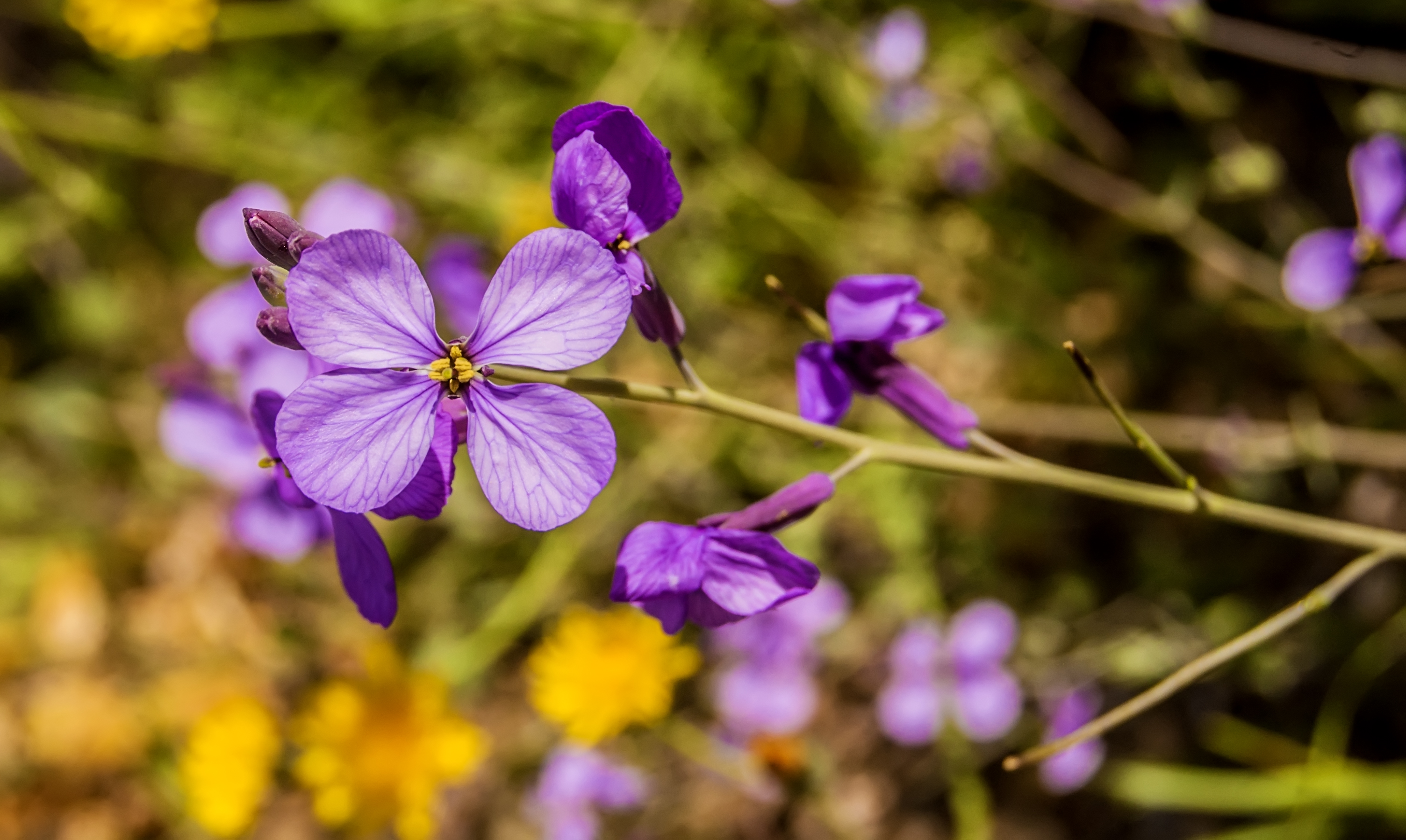 Фото бесплатно растение, цветок, пурпурный