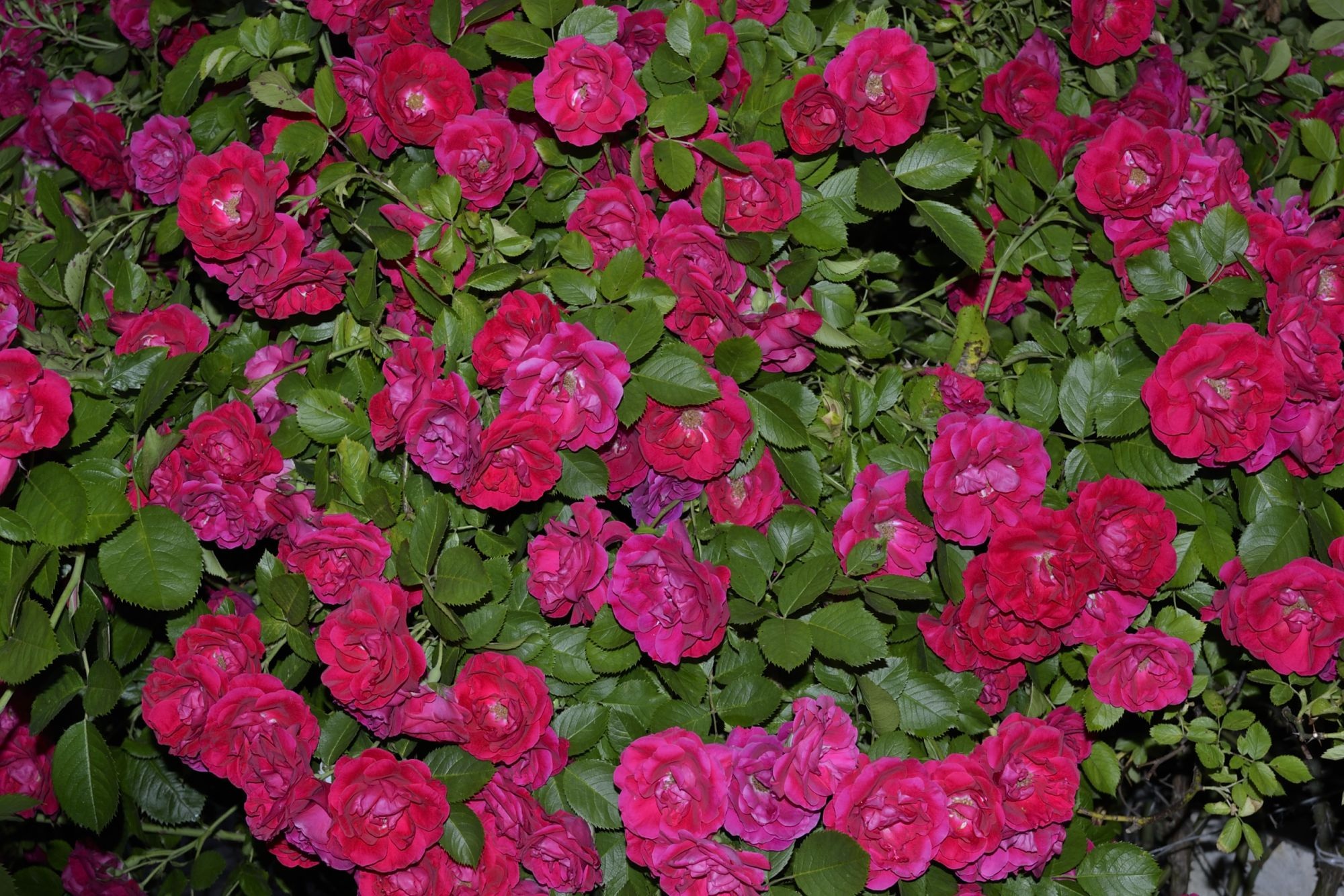 Обои цветочные композиции цветение роза на рабочий стол