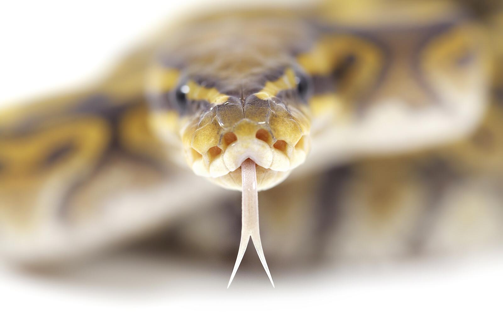 Wallpapers snake tongue spots on the desktop