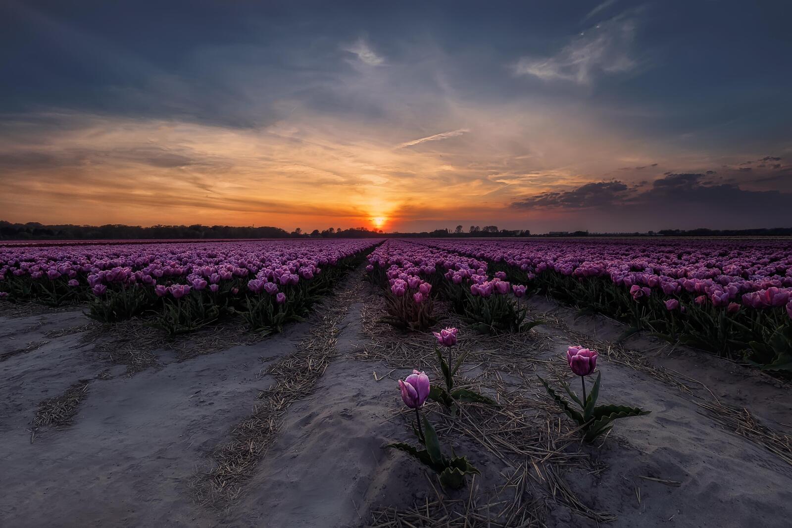 Обои Тюльпаны в Нидерландах поле пейзаж на рабочий стол