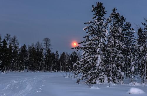 Хвойный лес зимой в ночи