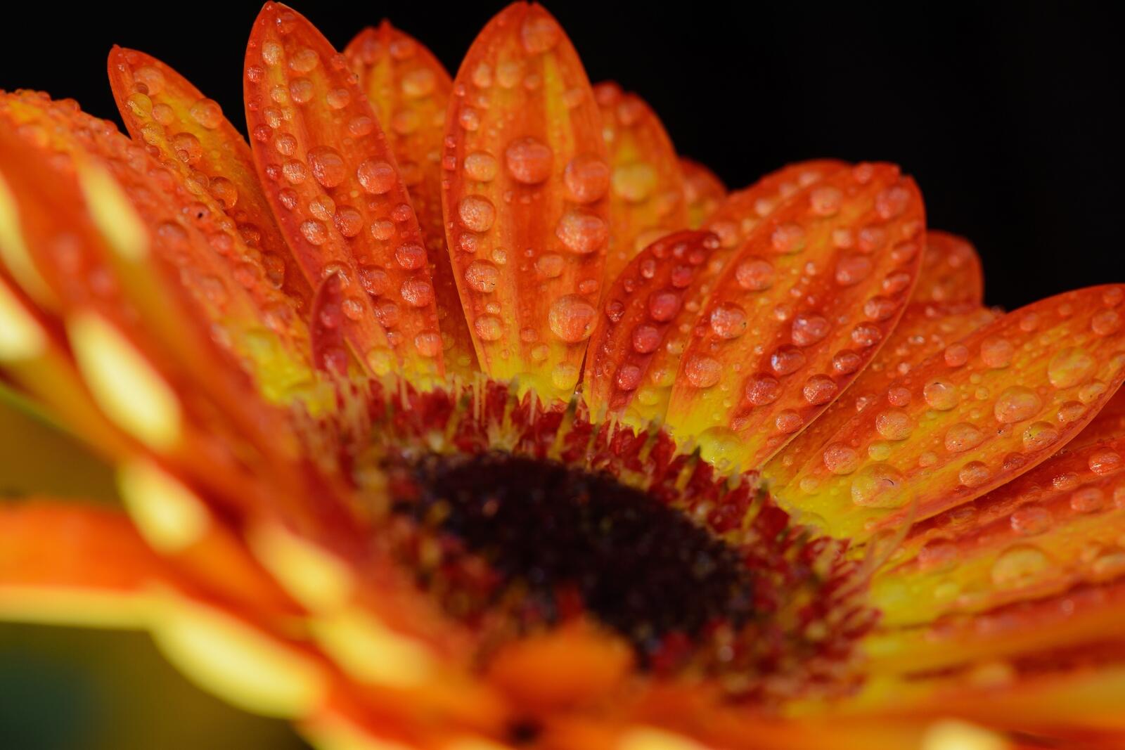 免费照片带水滴的非洲菊