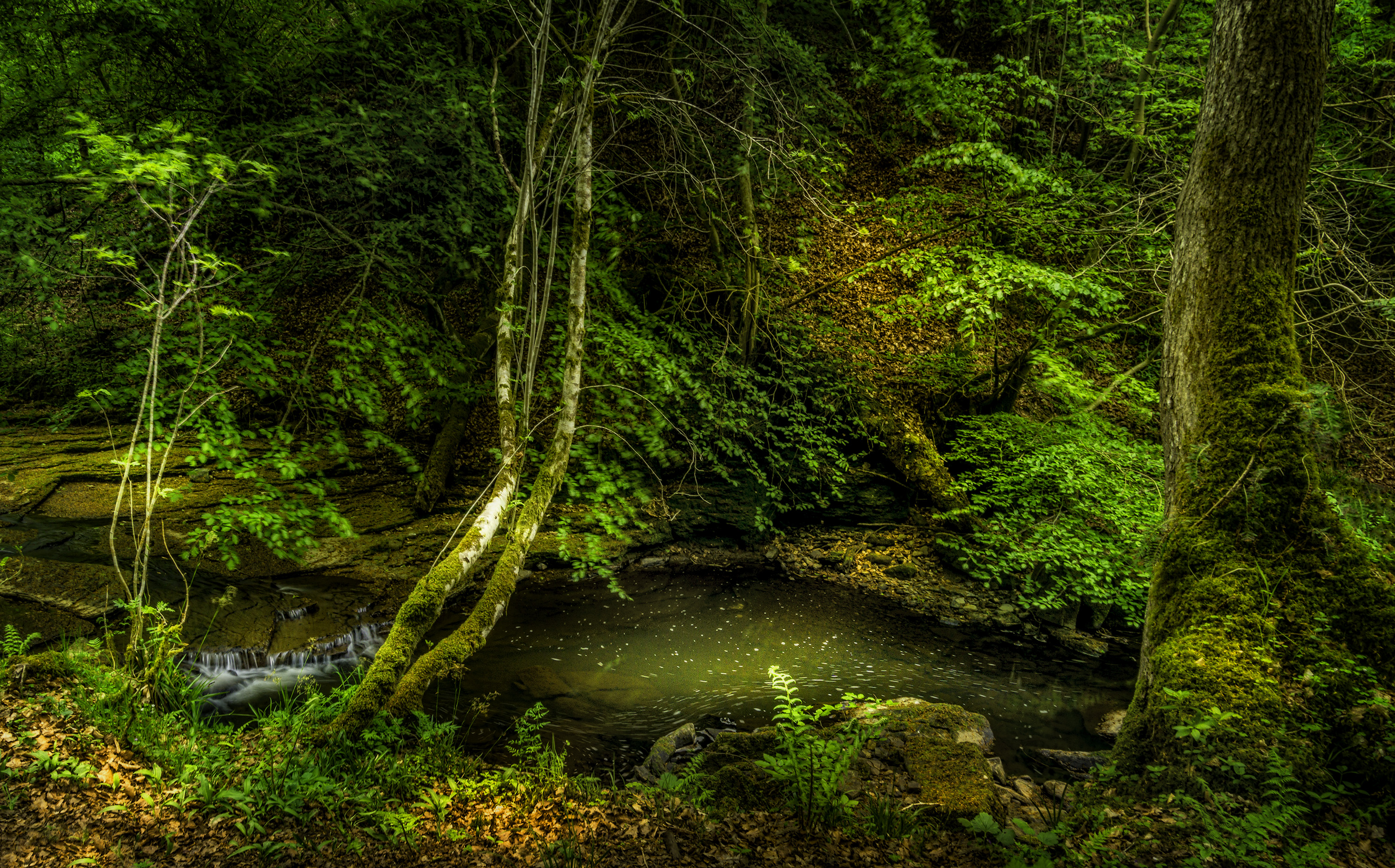 免费照片为您的手机免费下载森林、瀑布、悬崖屏保