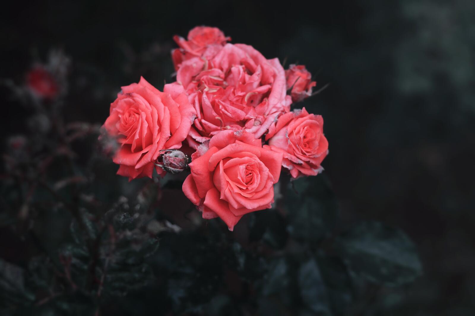 Обои розовые розы букет почки на рабочий стол