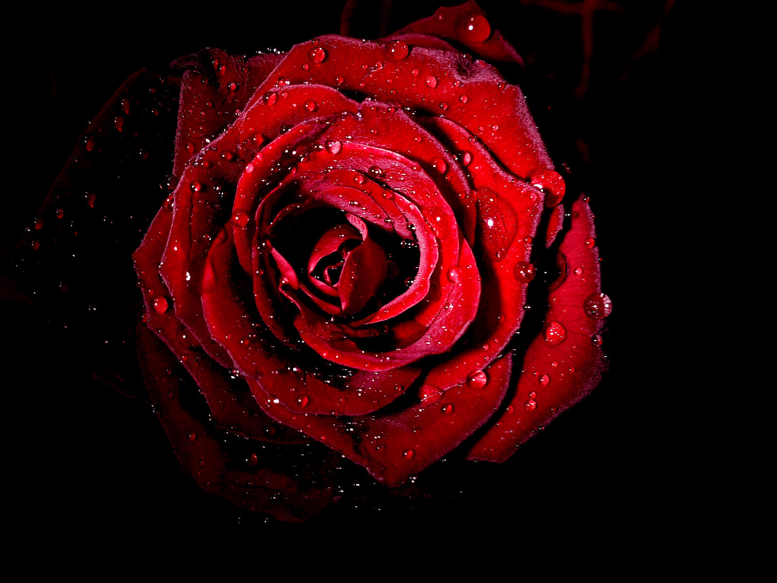 Бесплатное фото Лепестки роз