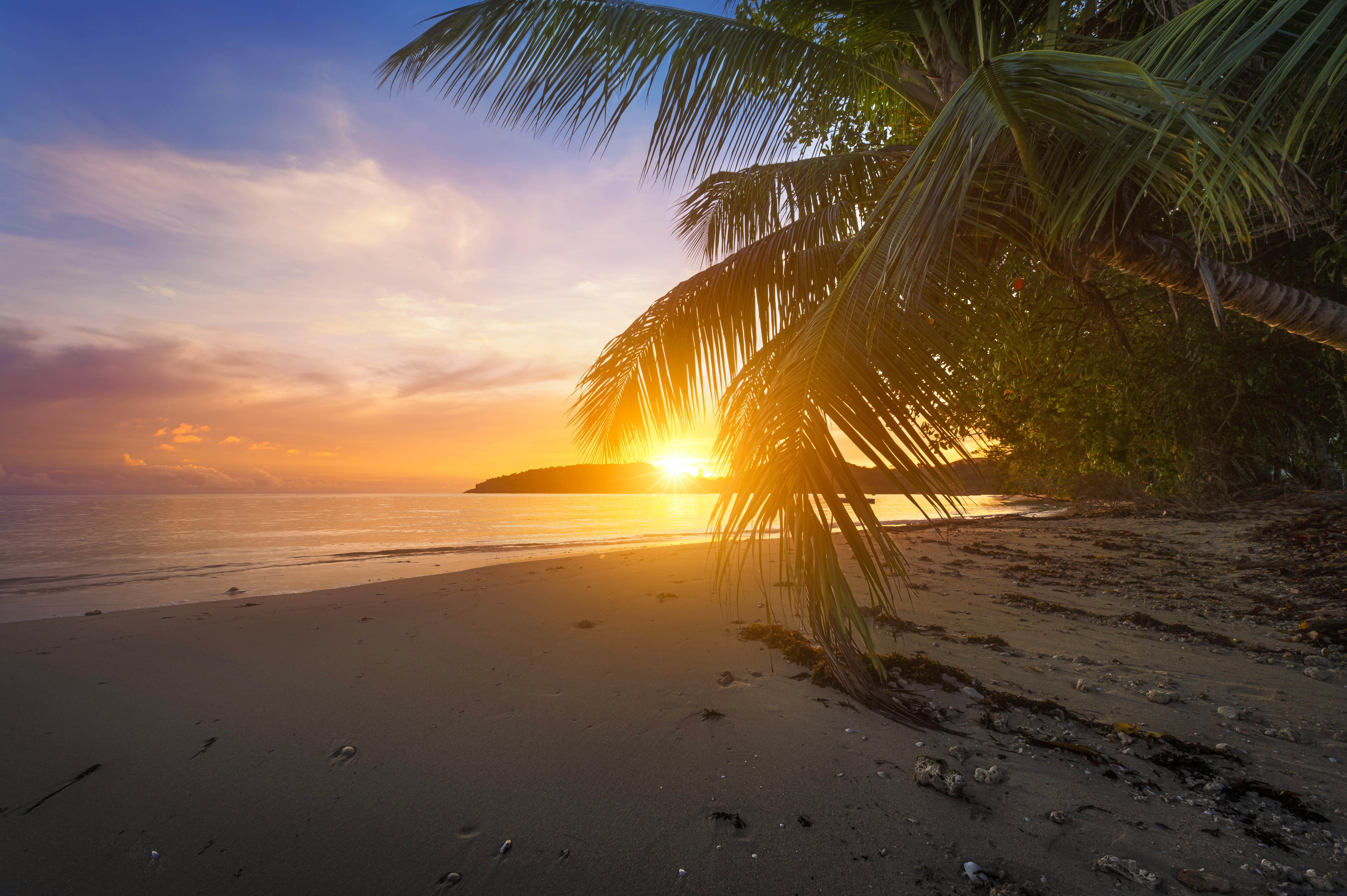 Wallpapers palm leaves beach sea on the desktop