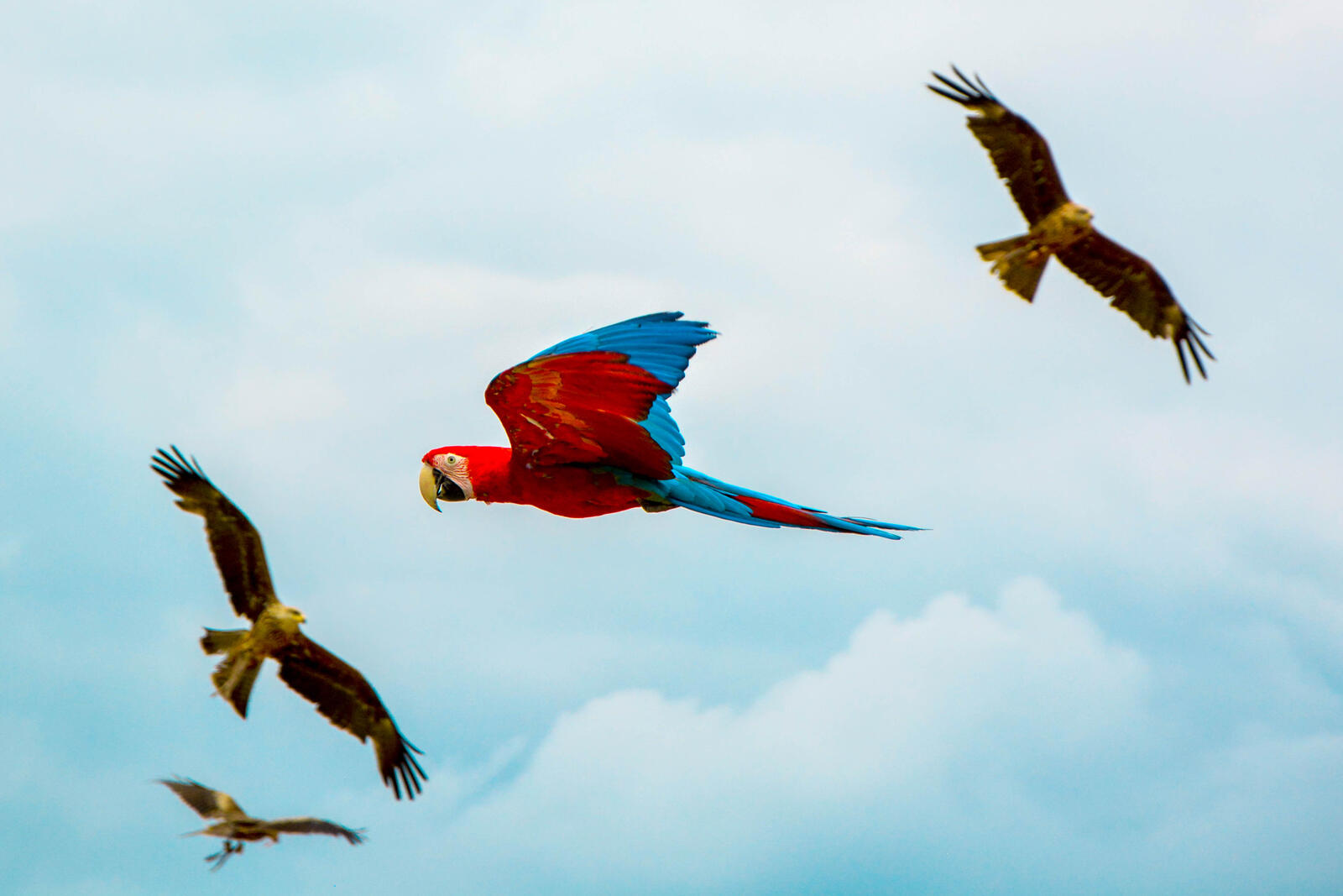 Wallpapers flight Macaw sky on the desktop