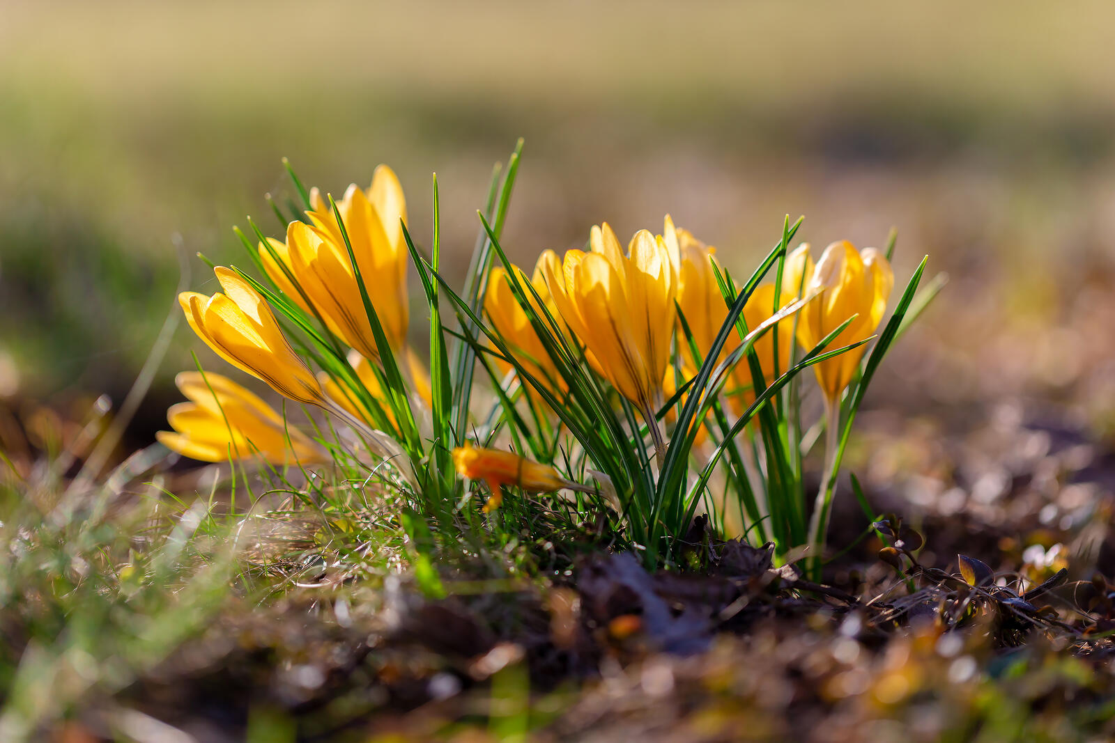 Бесплатное фото Жёлтые крокусы весной