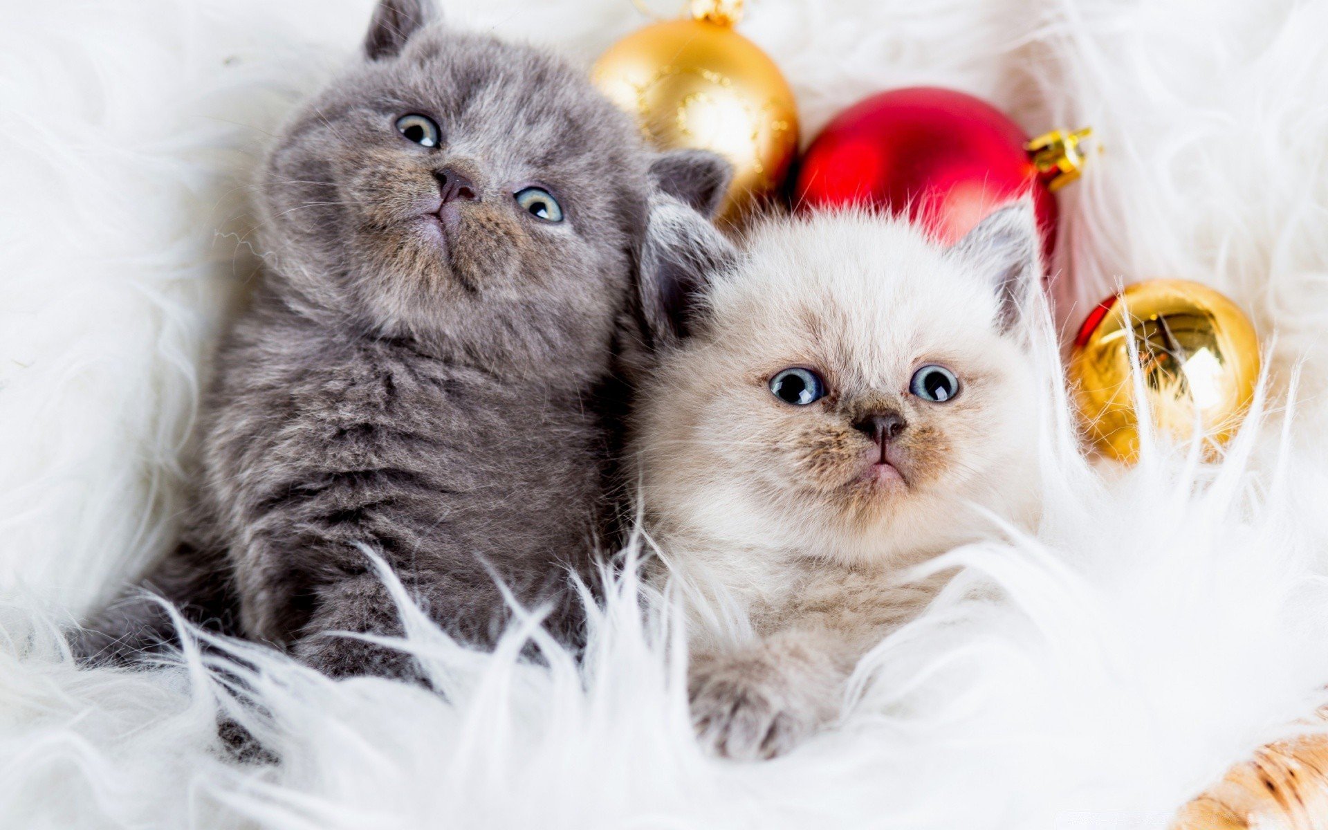 Photo free kittens two, new years toys, balloons