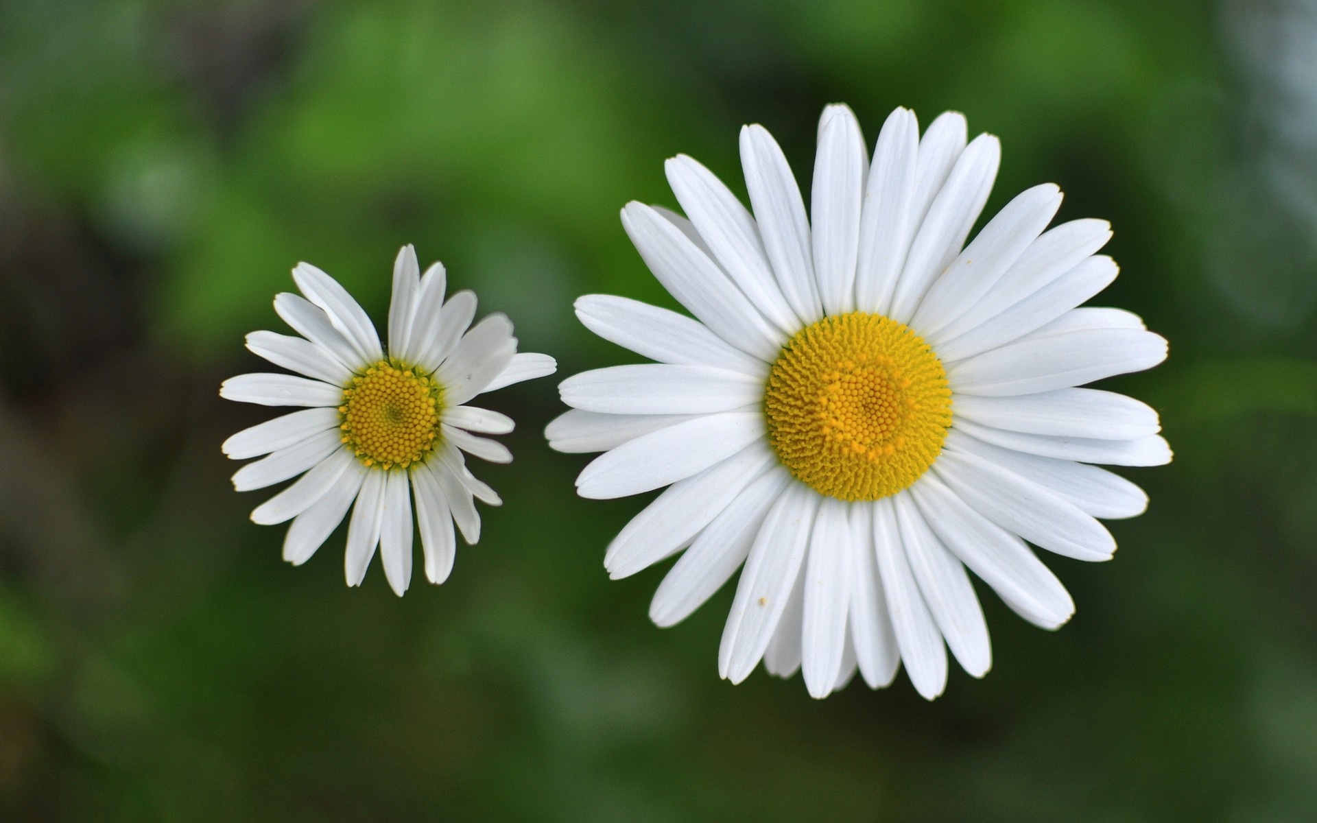 Wallpapers nature chamomile daisy on the desktop