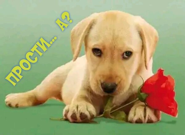 一张以对不起 花小狗 可爱的小狗为主题的明信片