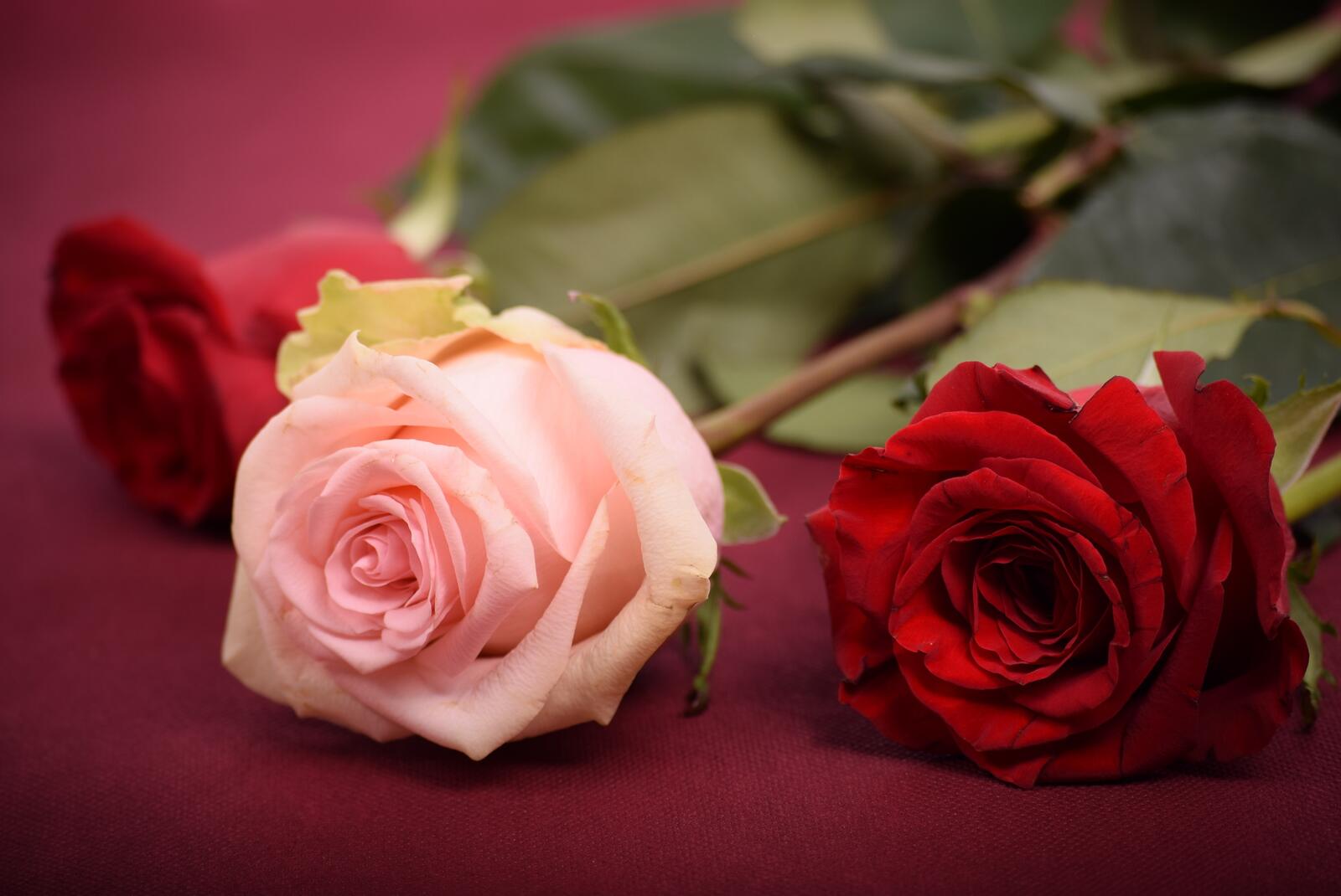 免费照片三朵美丽的玫瑰花