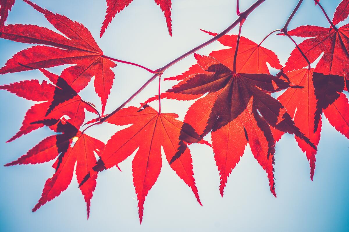 A twig with red leaves in sunny weather