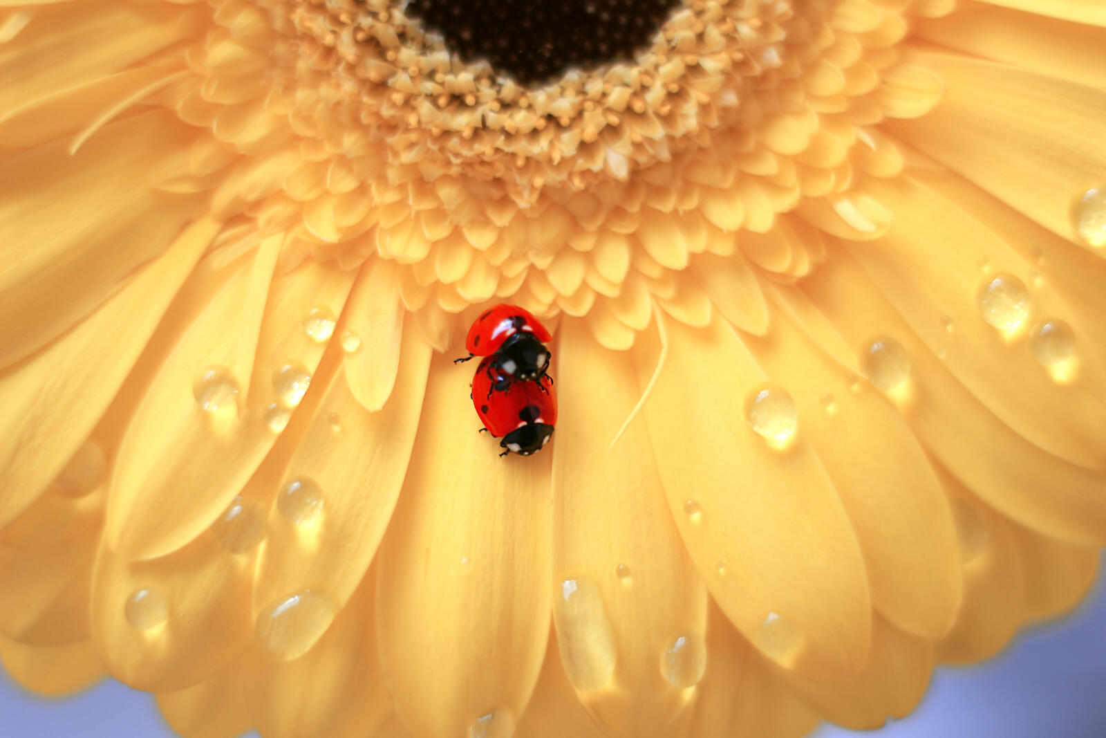 Wallpapers ladybug drops of rain drops of water on the desktop