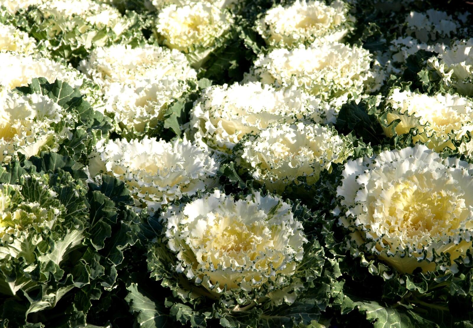 Wallpapers flowerbed greens ornamental cabbage on the desktop