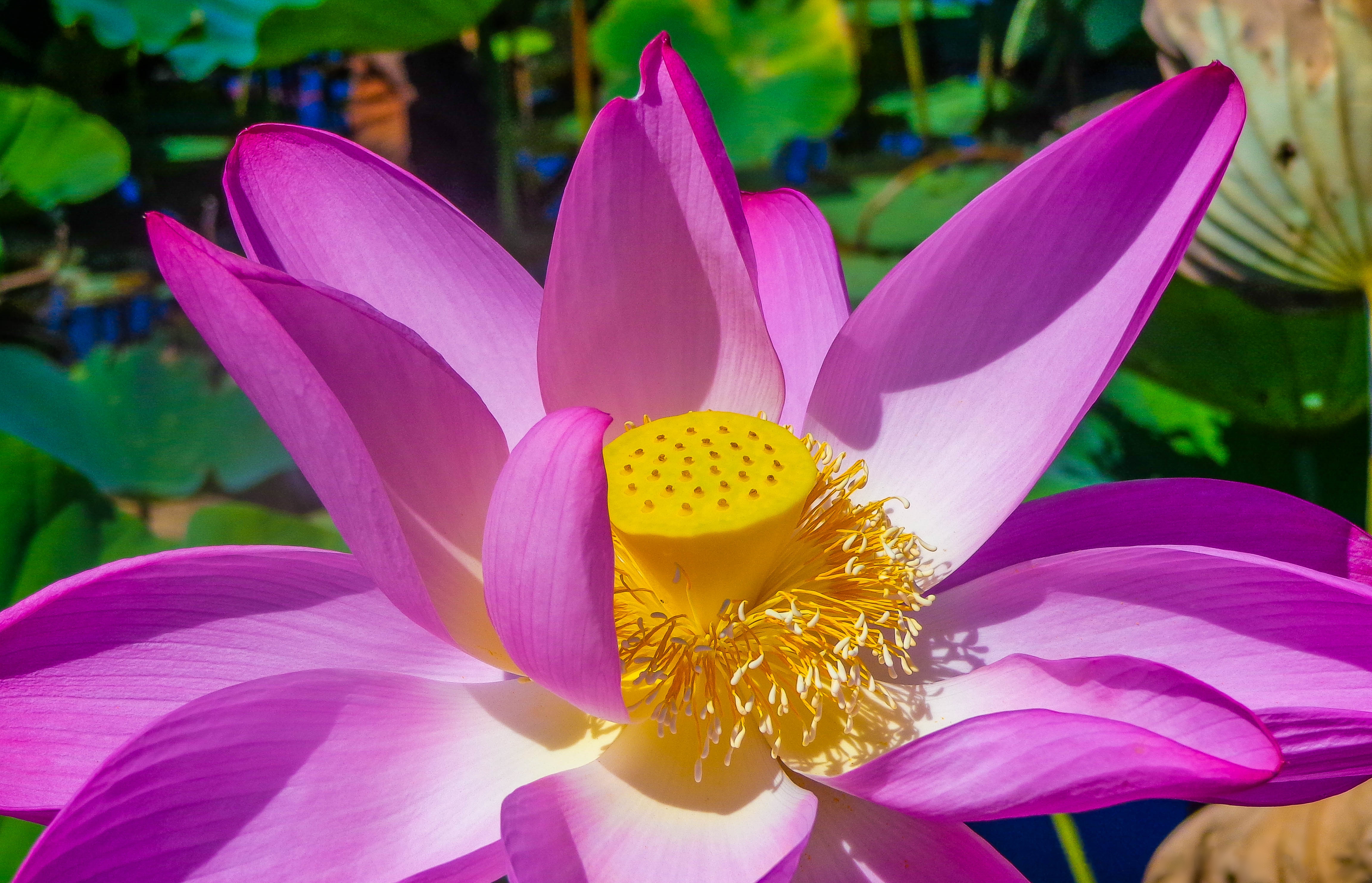 Free photo Lotus close-up