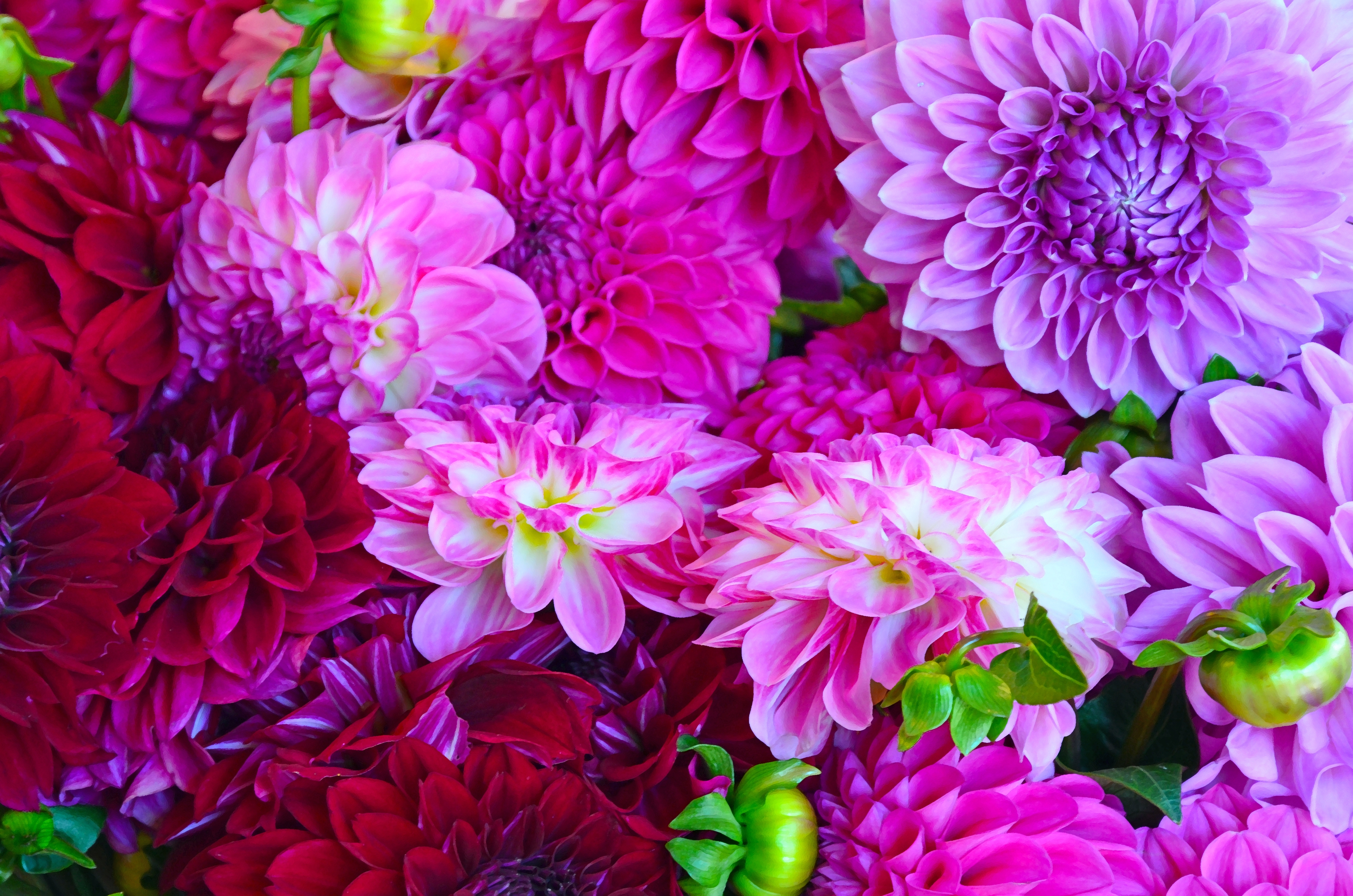 Фото бесплатно обои dahlia, почки, пурпурные цветы