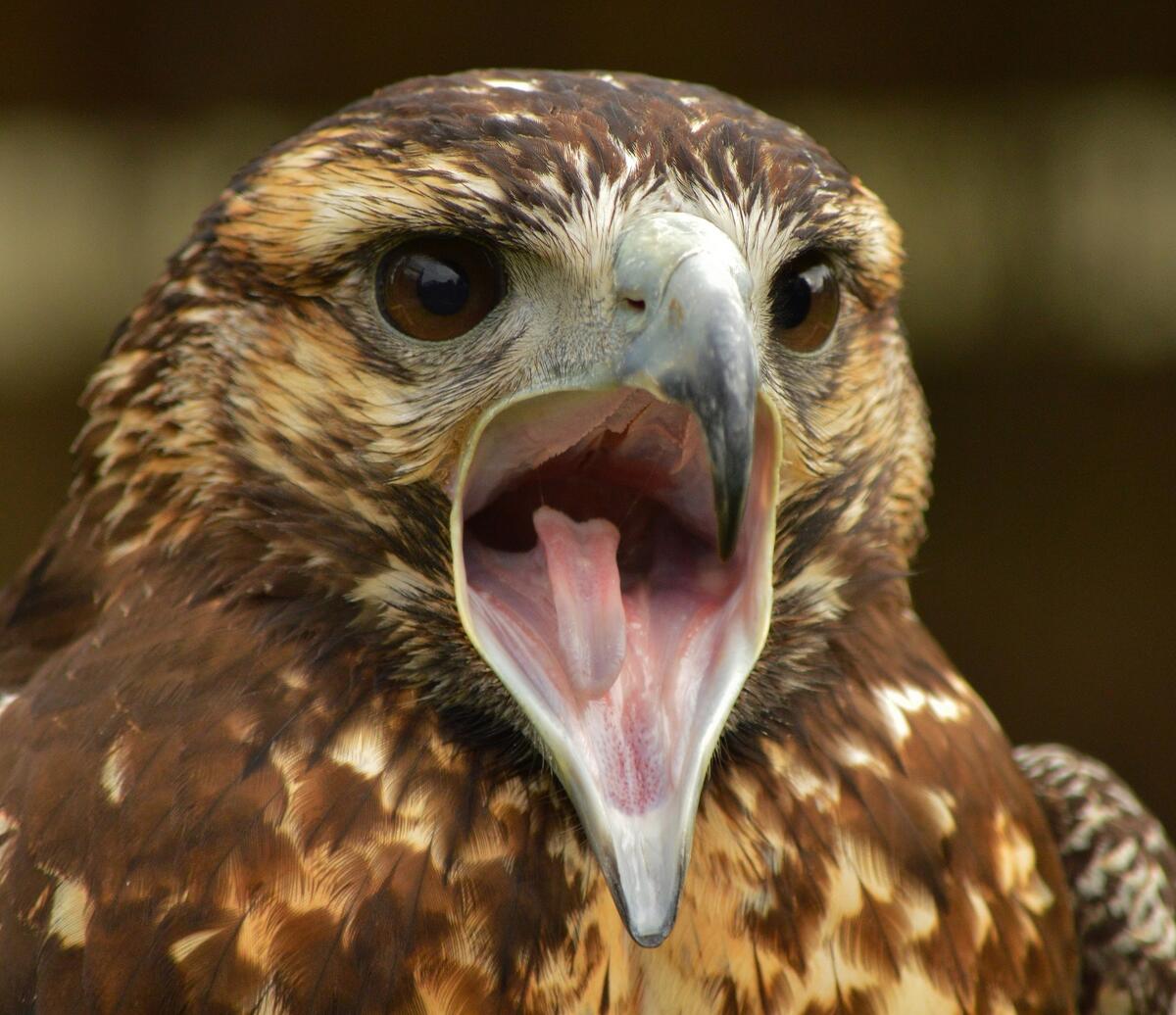 Frightened hawk