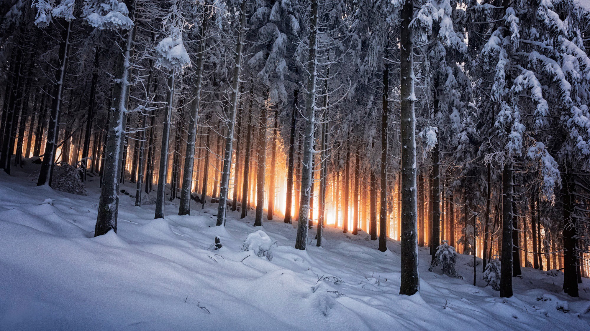 Фото бесплатно зима, пейзаж, лес