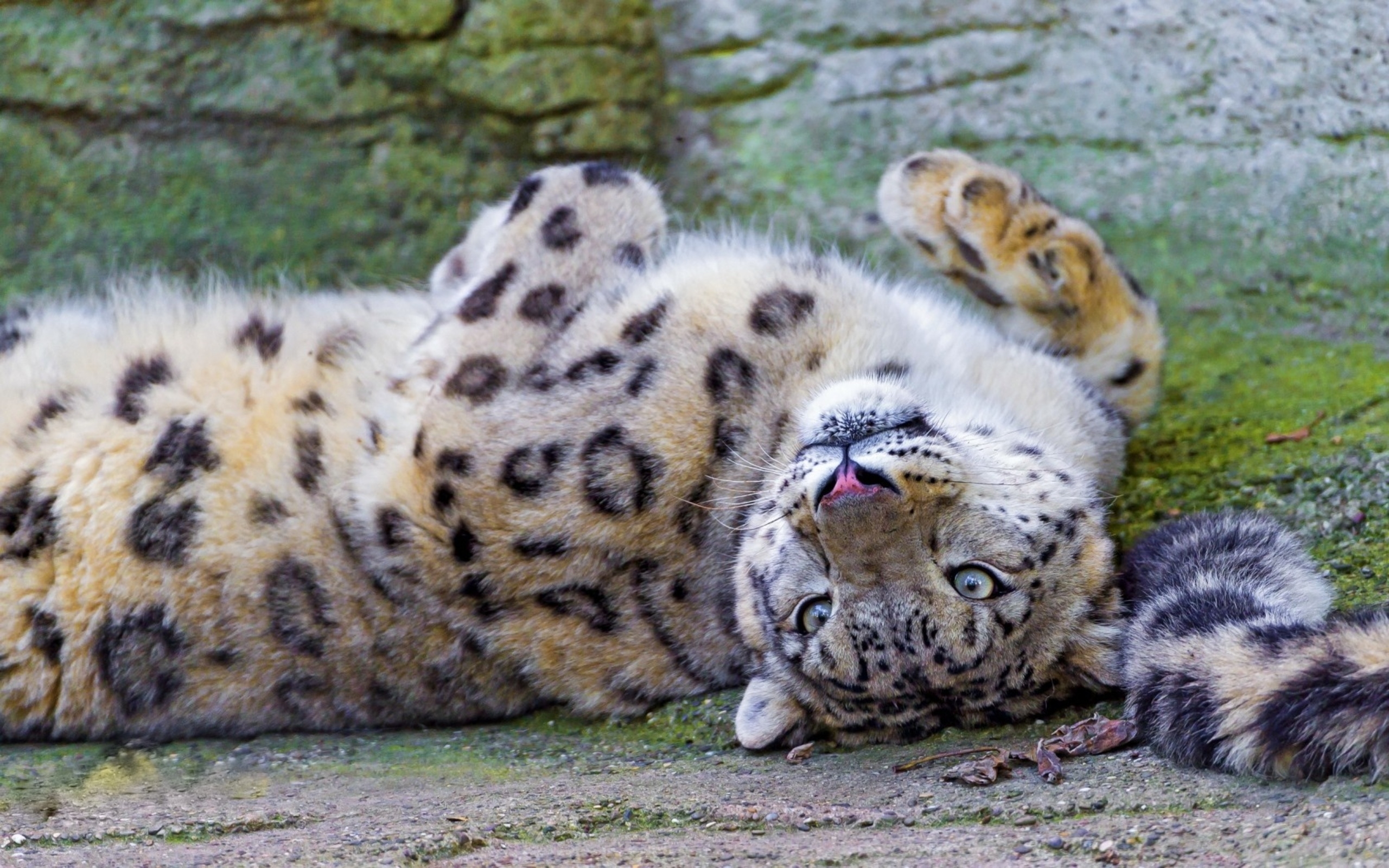 Wallpapers snow leopard face lie on the desktop