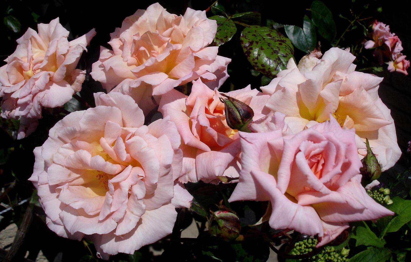 Обои цветы бутоны роз маленькие розы на рабочий стол