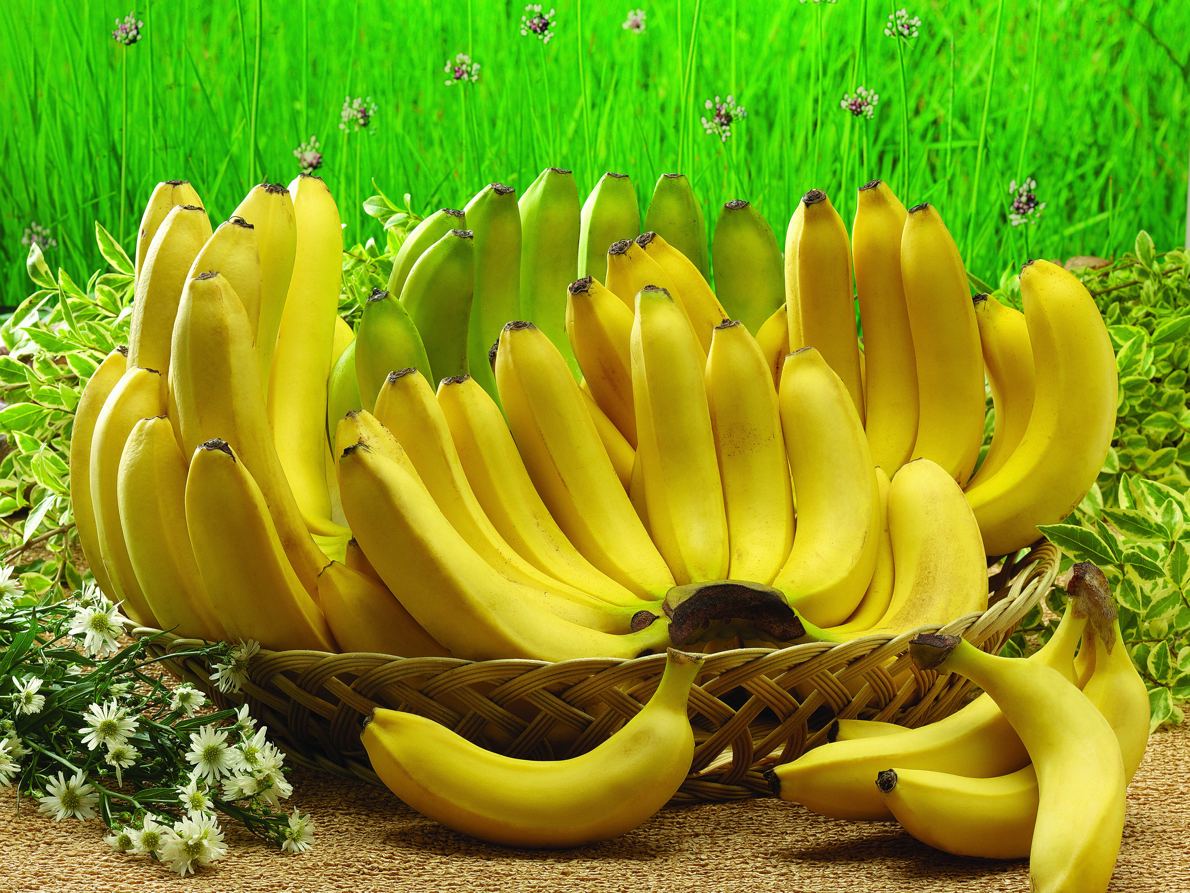 Обои цветущее растение банан банановая семья на рабочий стол