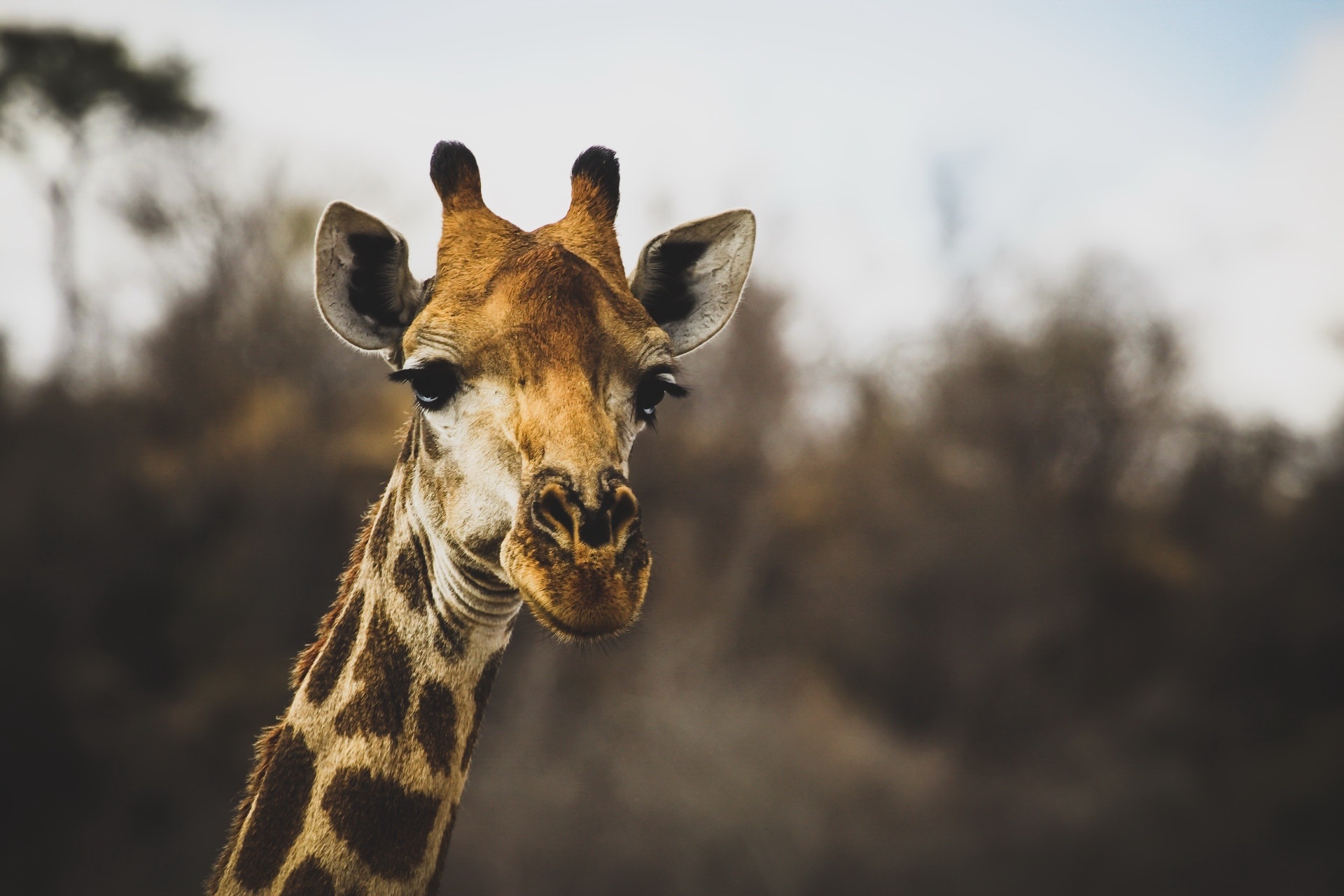 Photo free giraffe, blurred, wildlife