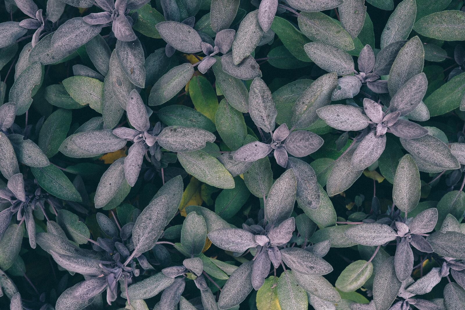 Wallpapers plant terrestrial plant leaf on the desktop