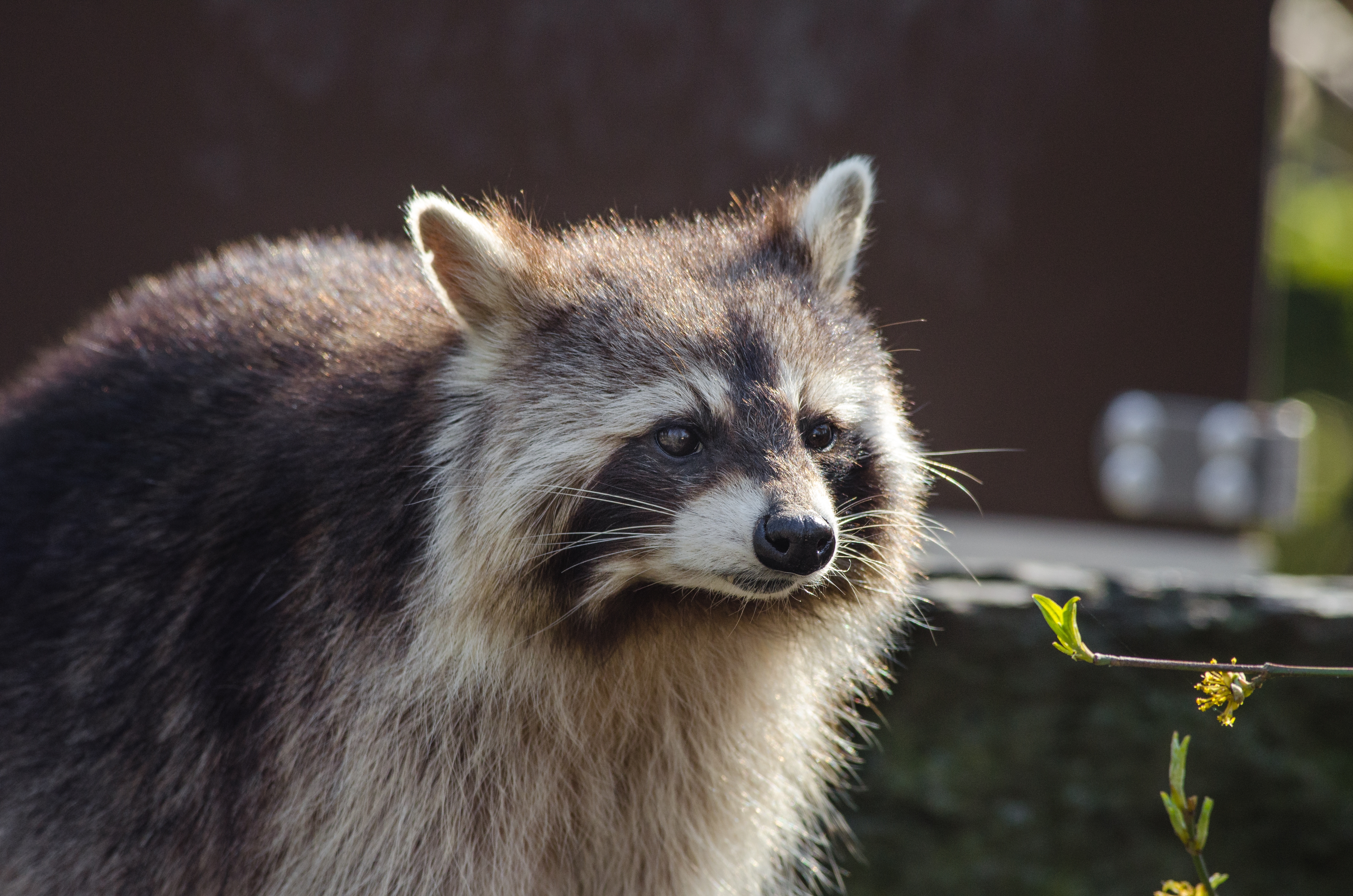 Photo free raccoon, sweet, eyeing