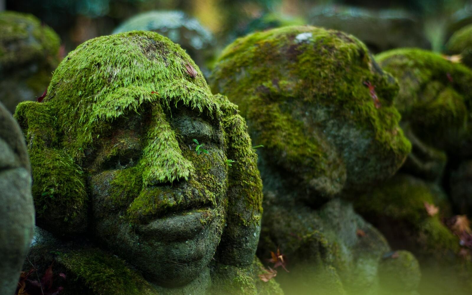 Wallpapers statue moss face on the desktop