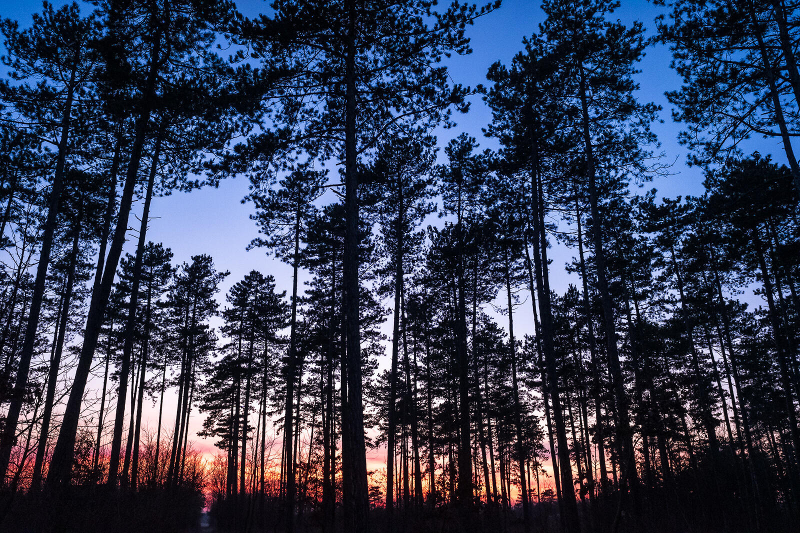 Wallpapers sunset forest silhouettes on the desktop